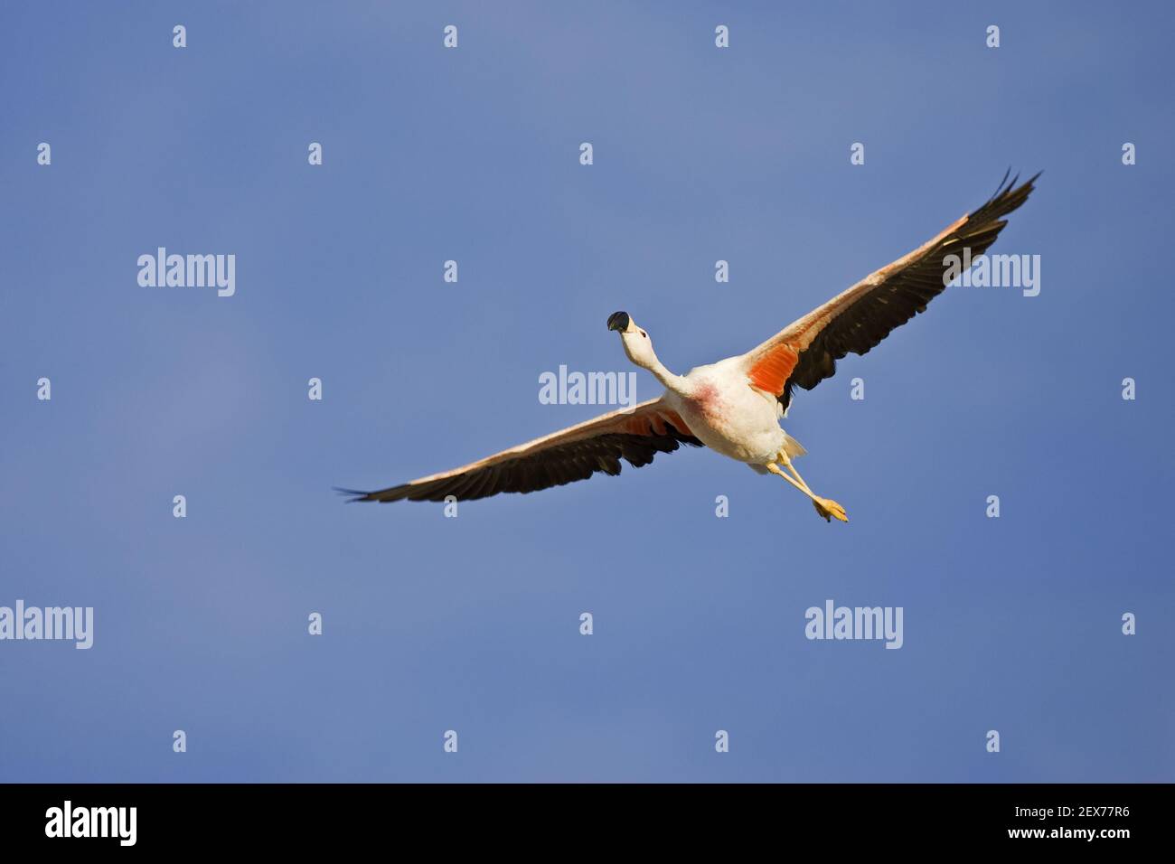 Anden Flamingo (Fenicoparrus andinus) ueber Lagune Lago Chaxa, Salzsee Salar de Atacama, Cile, Suedamerika, Andean Flamingo A. Foto Stock