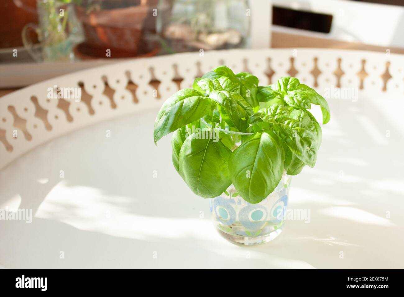 Propagazione del basilico: Talee di basilico in un bicchiere d'acqua per il radicamento. Foto Stock