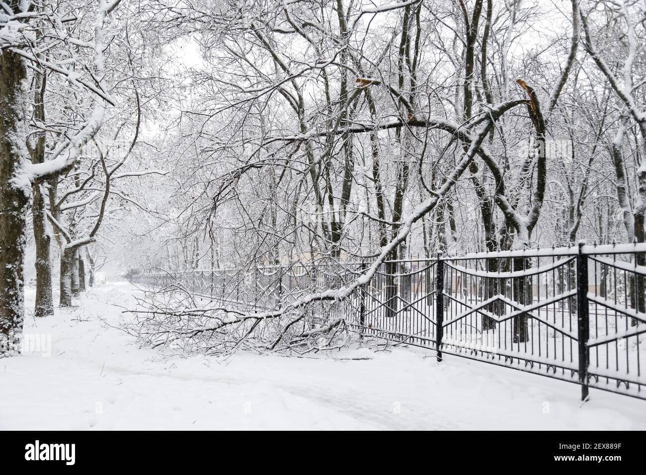 Caduta albero dopo carico di slittino e neve in una strada innevata invernale in una città. Concetto di previsioni del tempo. Inverno innevato Foto Stock