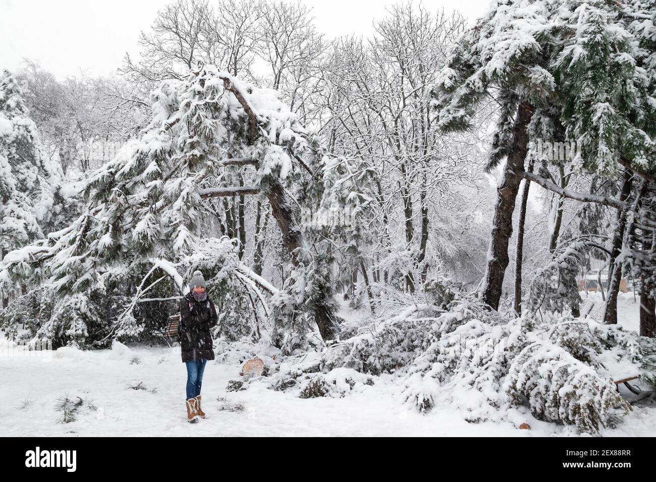 Giovane donna in piedi vicino a cada abeti e alberi di pino dopo il carico di slittino e la neve in un parco invernale innevato in una città. Concetto di previsioni del tempo. Nevoso Foto Stock
