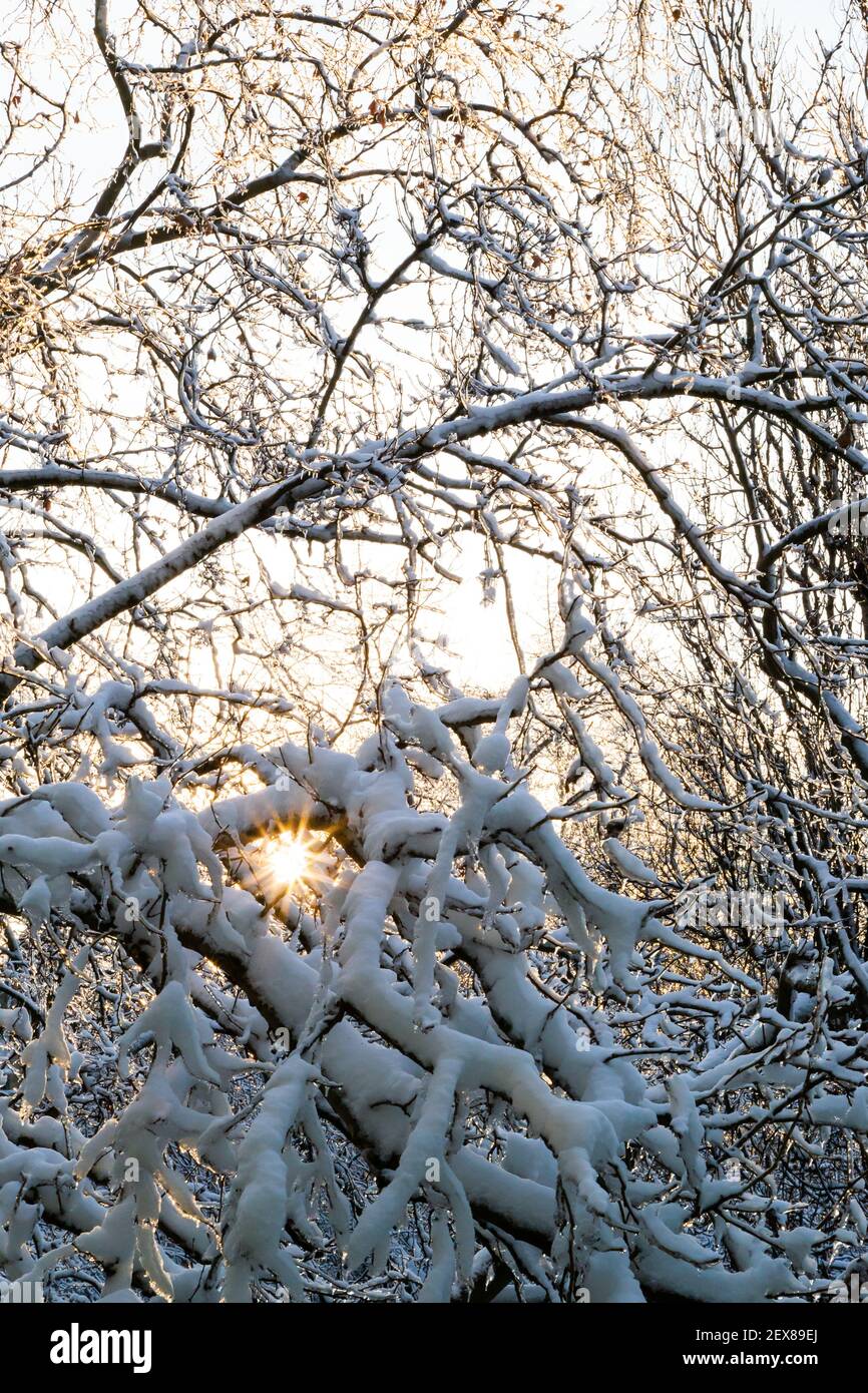 Primo piano di rami di alberi ricoperti di ghiaccio e neve con il sole sullo sfondo, carico di slittino. Concetto di previsioni del tempo. Inverno innevato. Foto Stock