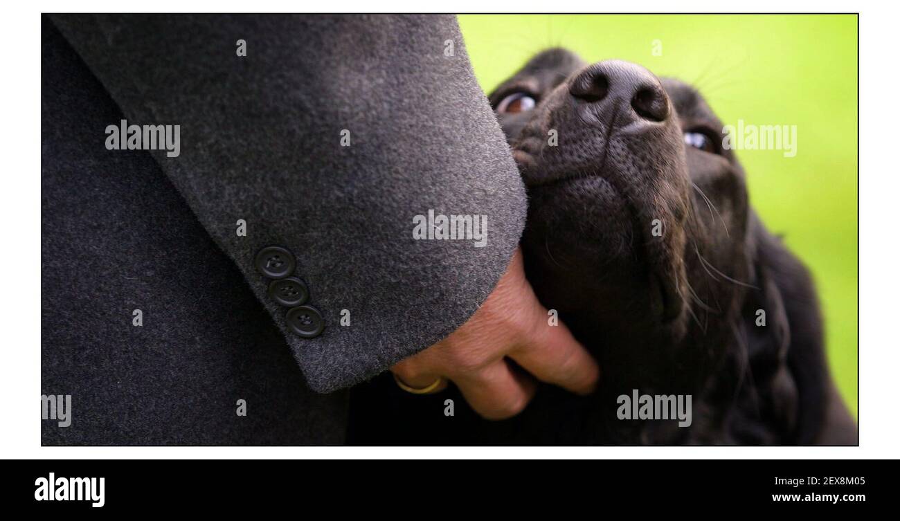 David Blunkett con il nuovo cane guida Sadie a una fotocellula Presentazione di Sadie alla stampa.pic David Sandison 24/1/2002 Foto Stock