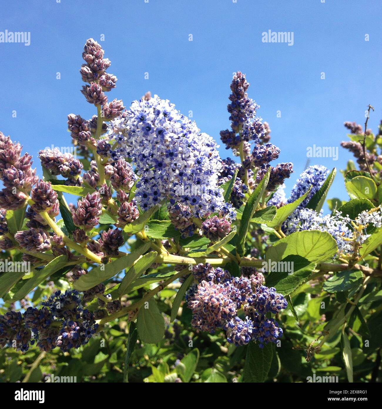 Fiori lilla nella brezza Foto Stock