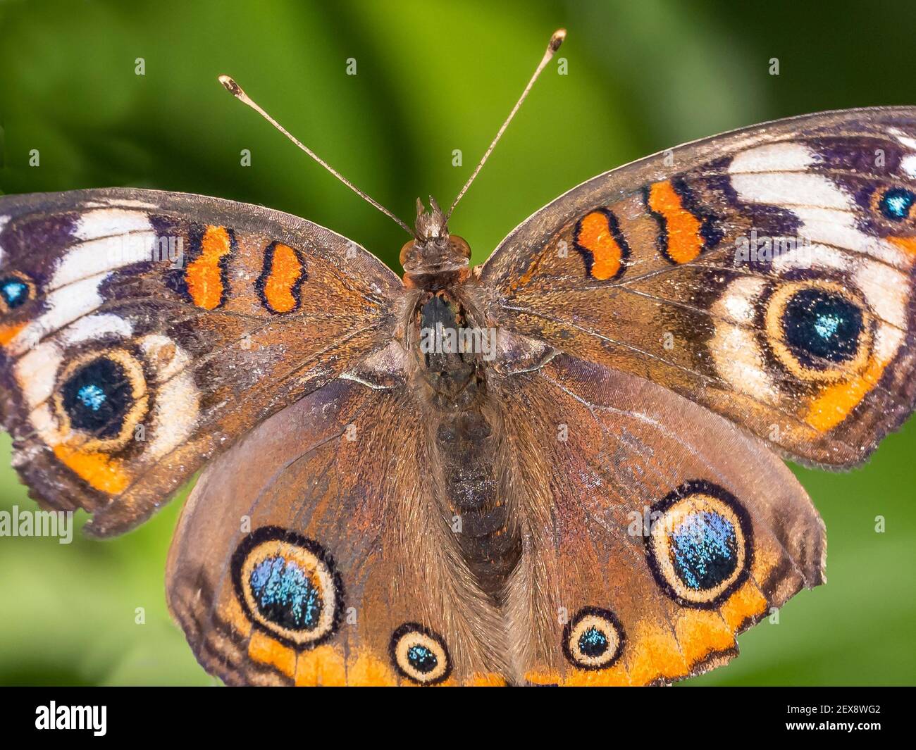 Primo piano di una singola farfalla di Mangrove Buckeye dall'alto Foto Stock