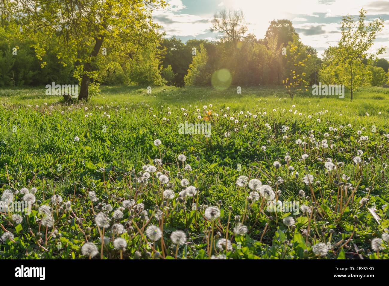 Campo di dandelioni bianchi maturi in fiore su una sorgente soleggiata giorno Foto Stock