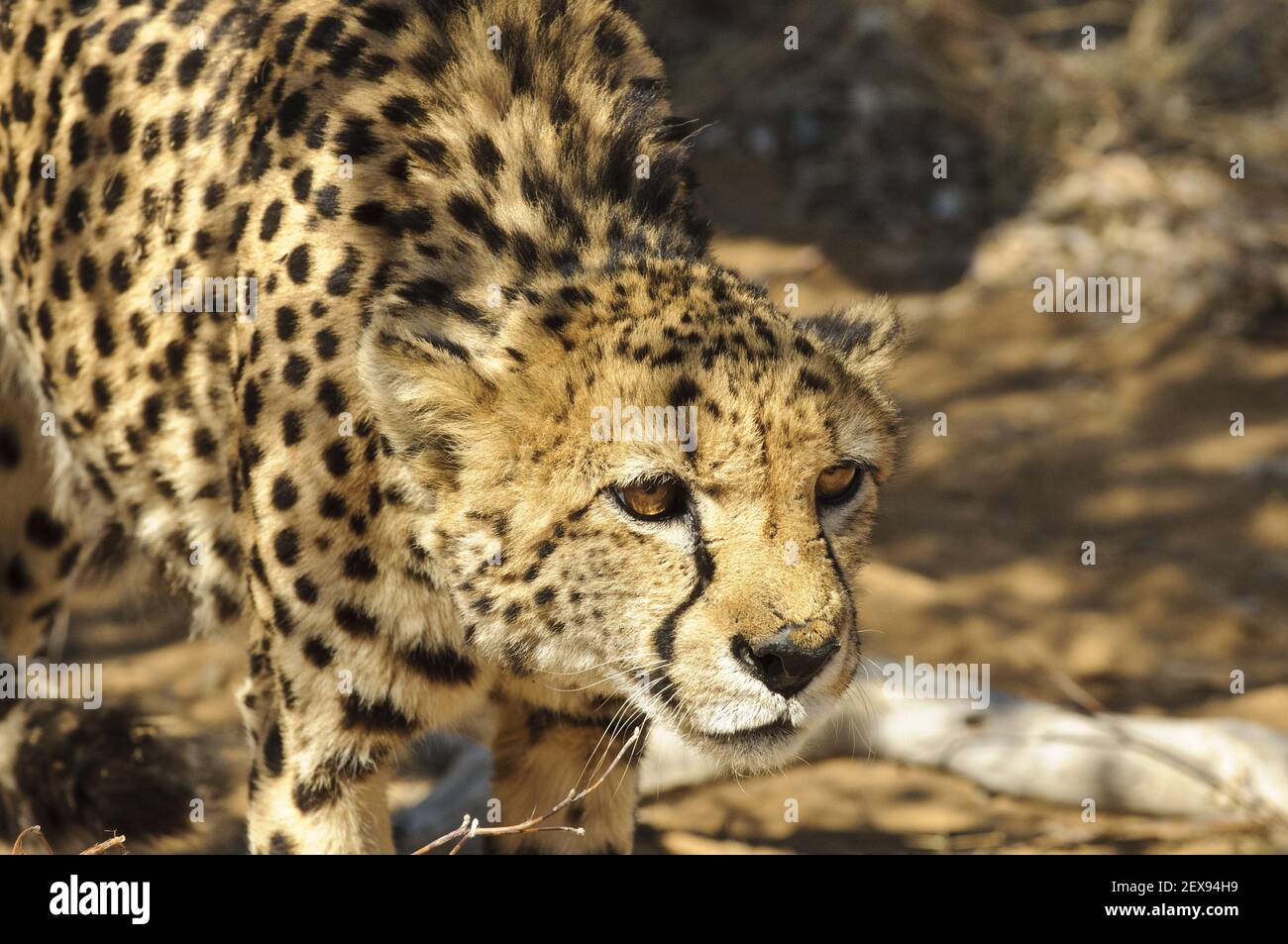 Ghepardo (Acinonyx jubatus) Foto Stock