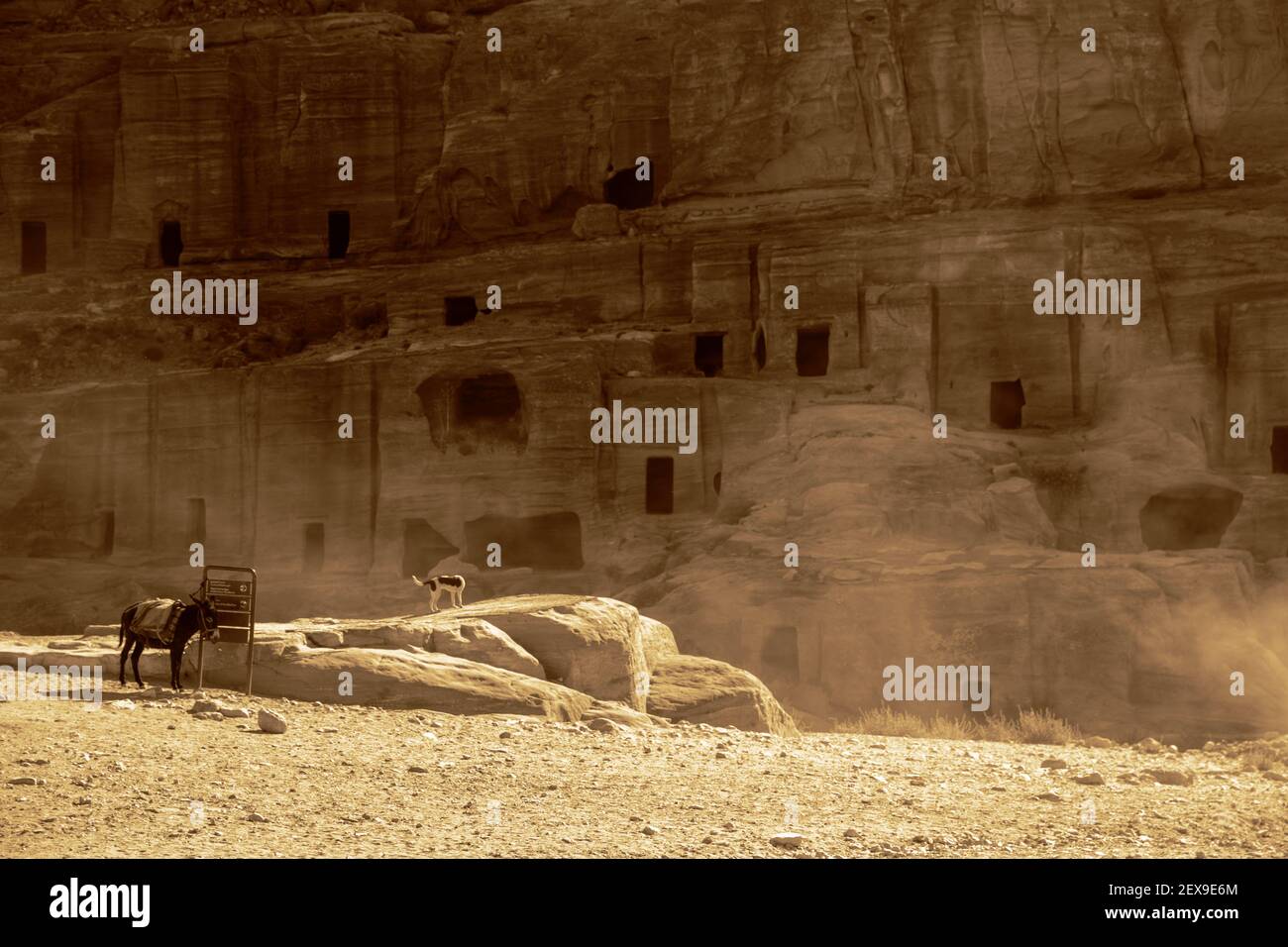 Asino e cane viaggiano insieme attraverso Petra. Foto Stock