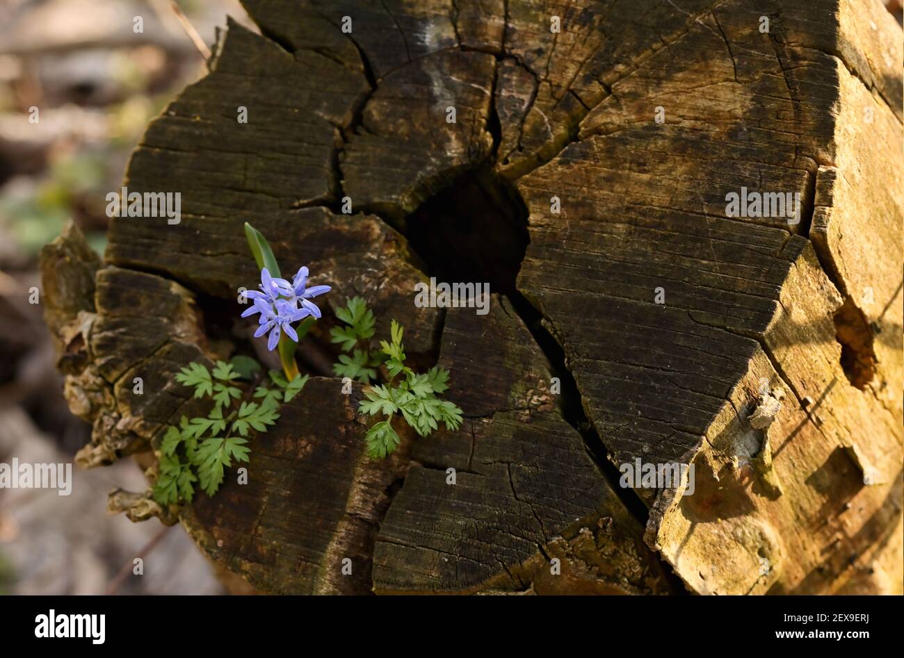 Discesa di neve blu, bifolia di Scilla nella foresta di primavera Foto Stock