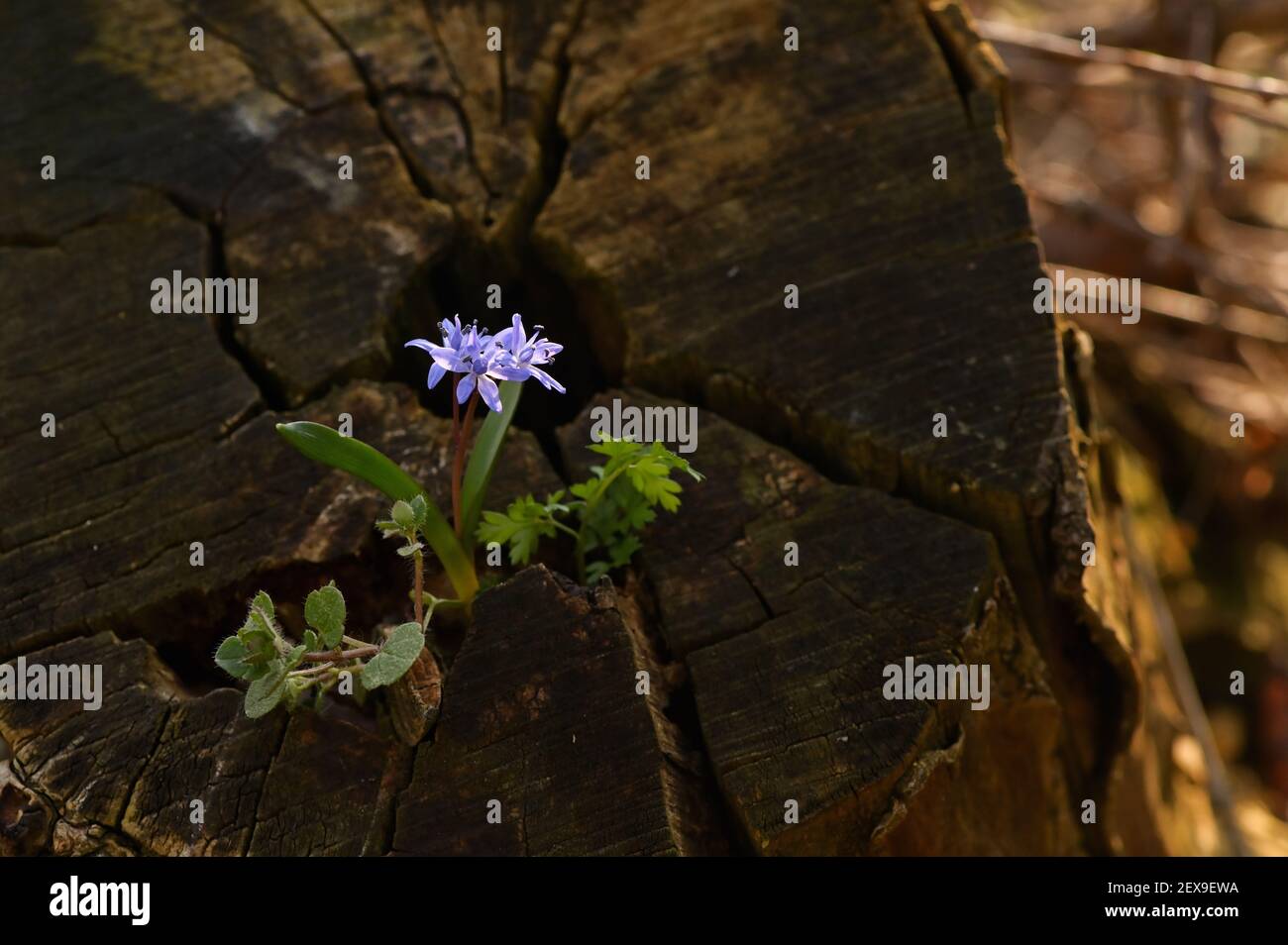 Discesa di neve blu, bifolia di Scilla nella foresta di primavera Foto Stock