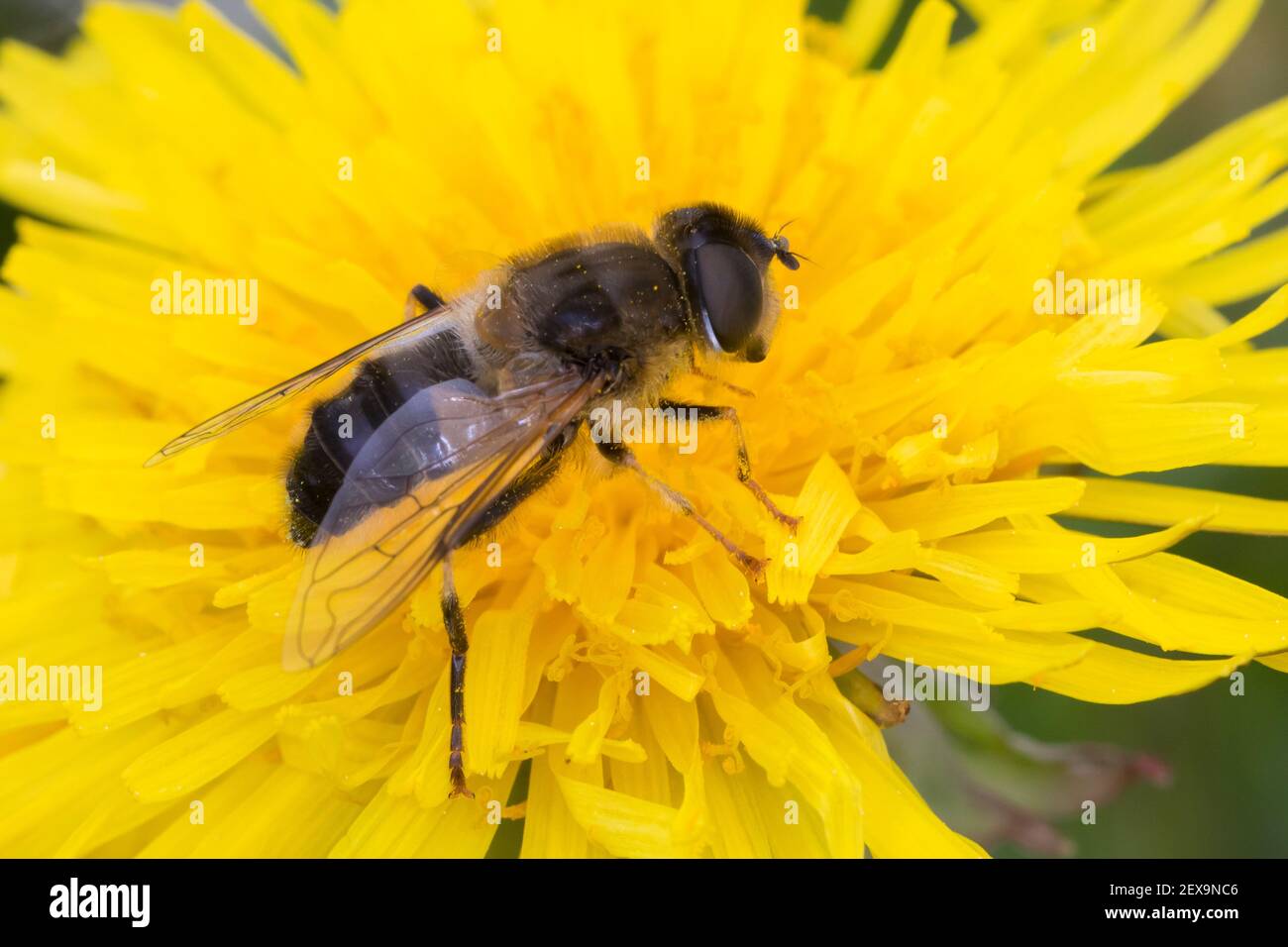 Gemeine Keilfleckschwebfliege, Gemeine Keilfleck-Schwebfliege, Keilfleckschwebfliege, Keilfleck-Schwebfliege, Lange Bienen-Schwebfliege, Lange Bienens Foto Stock