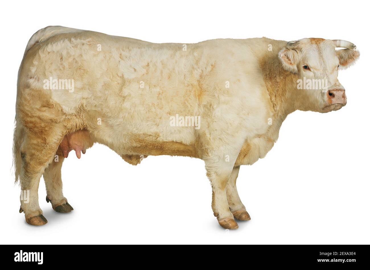 Mucca, bue e toro Foto Stock