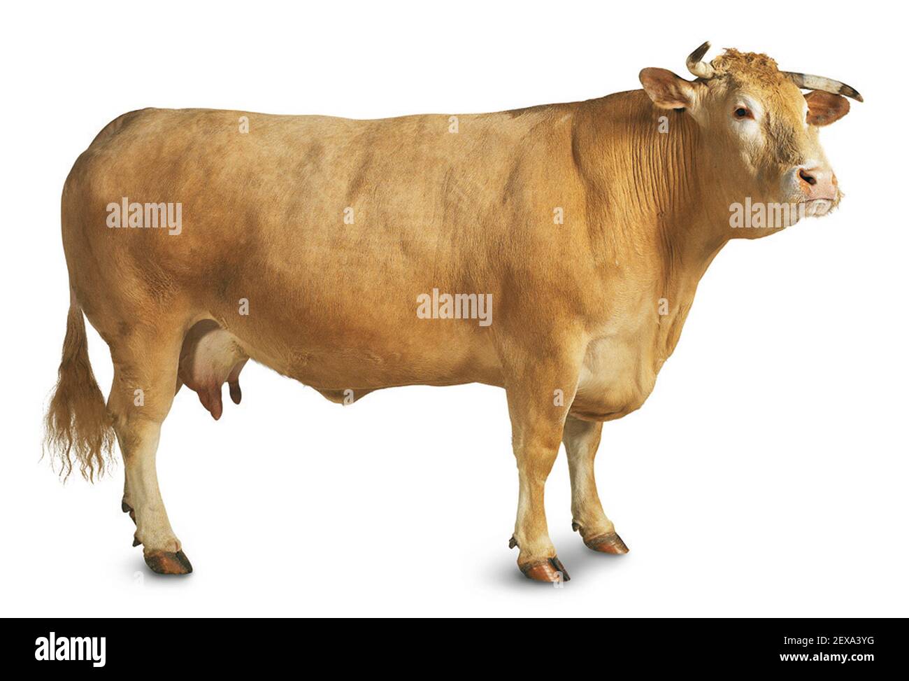 Mucca giusta Foto Stock