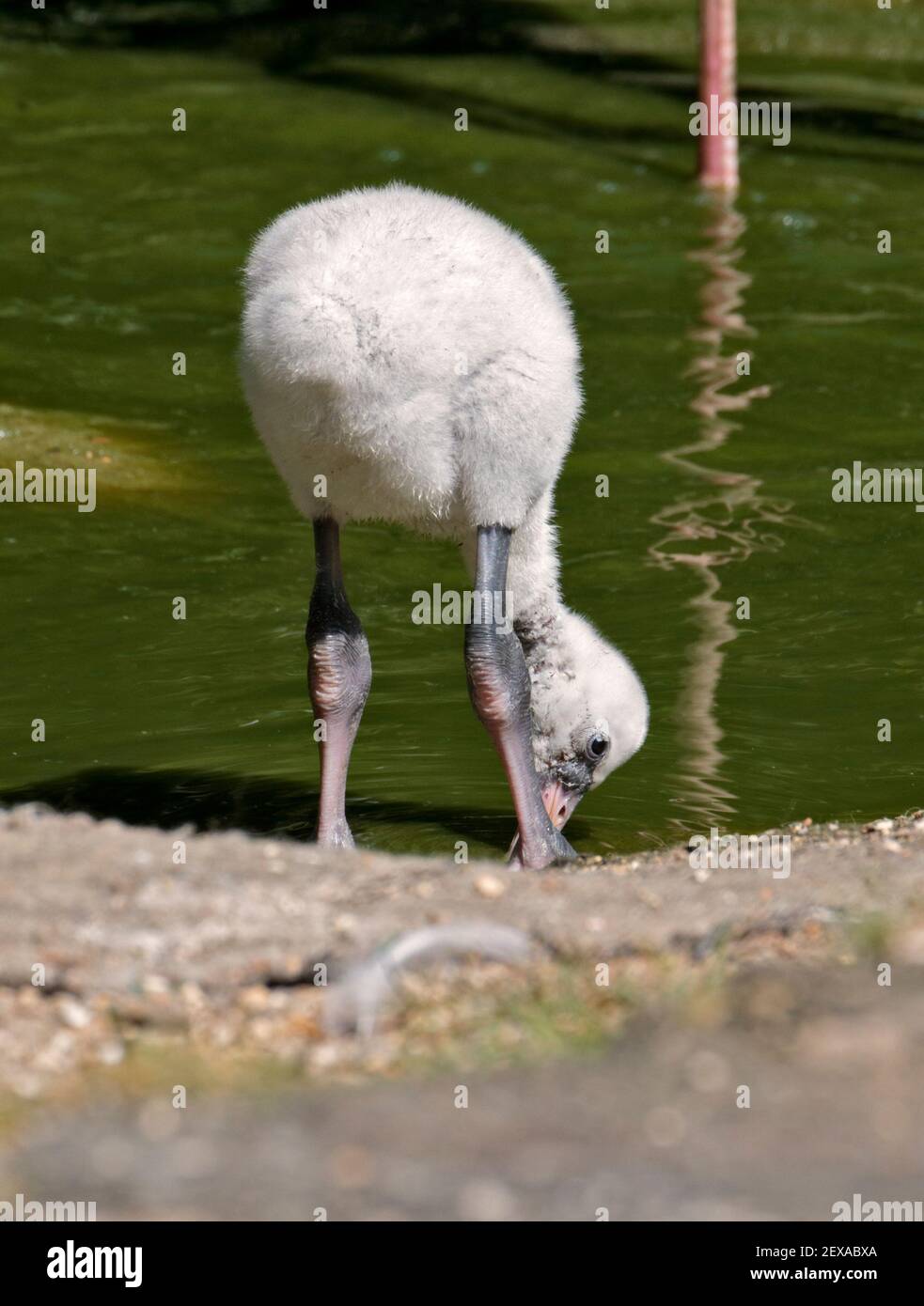 Fenicottero maggiore pulcino (Phoenicopterus roseus) Foto Stock
