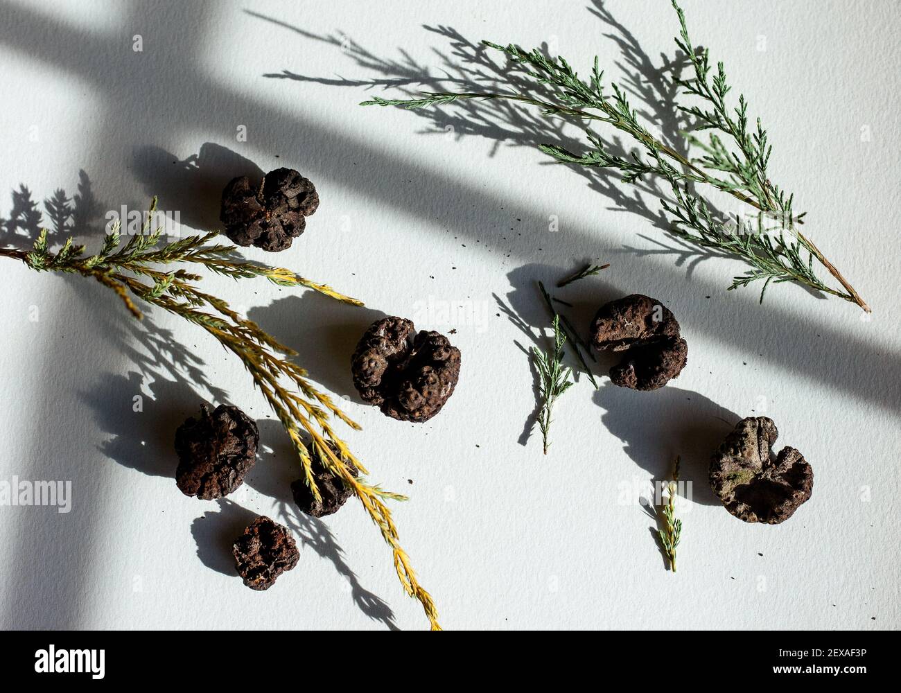 Sfere di rust di cedro essiccate su sfondo bianco con ombre Foto Stock