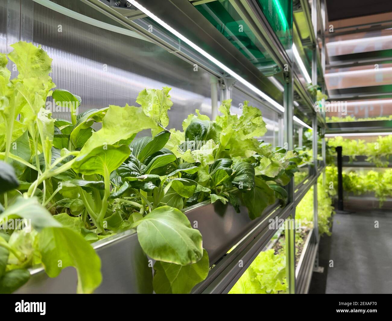 Coltivare verdure e insalata lascia il policarbonato High-TECH serra interna i ripiani in alluminio sotto la luce artificiale. Foto Stock