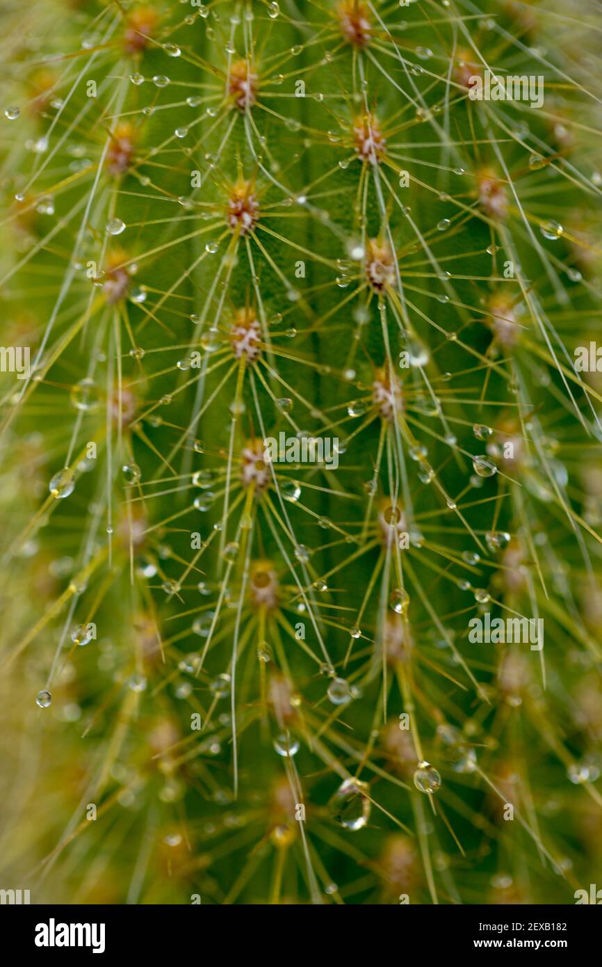 pioggia cade su cactus e sukulent, uno sfondo bello Foto Stock