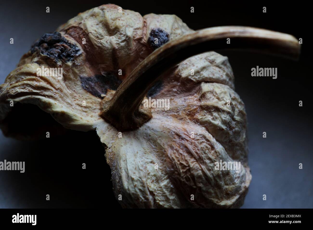 una zucca marcio è decorativa e interessante Foto Stock