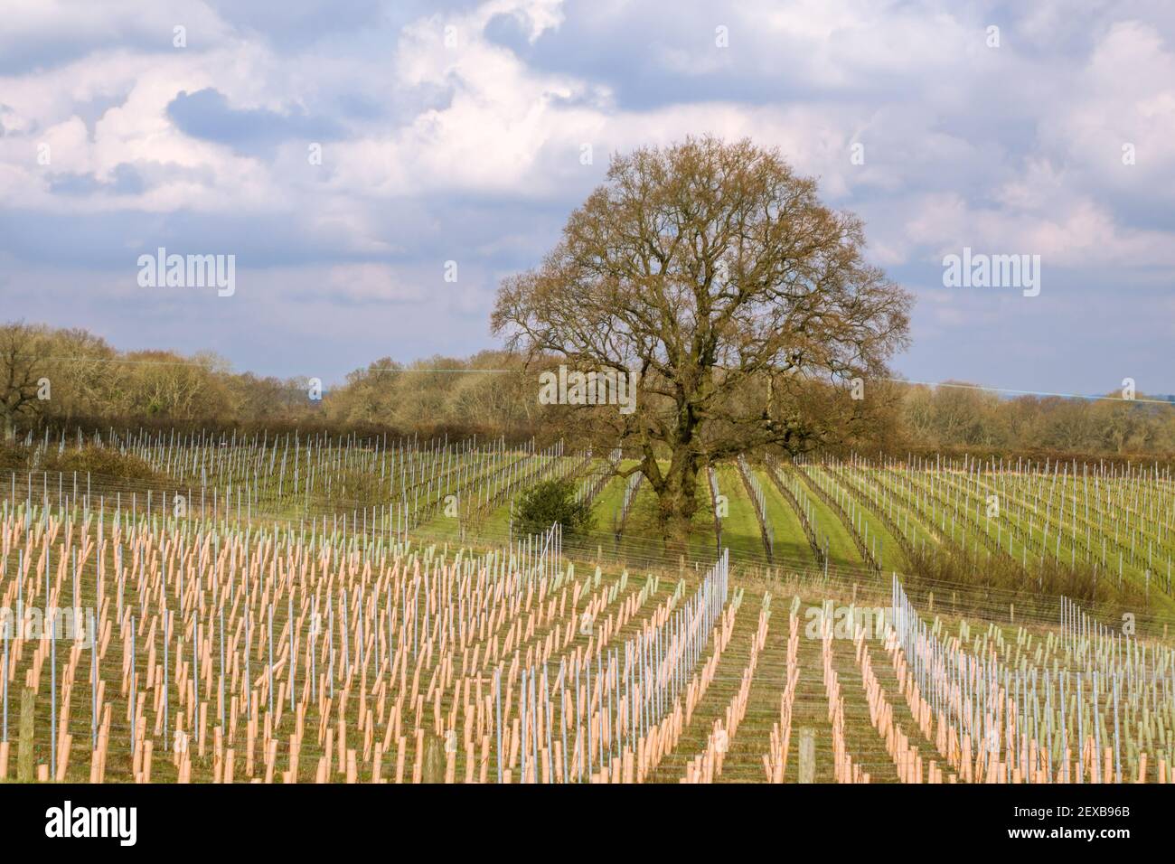 File organizzate di viti piantate intorno ad un albero di quercia in un vigneto a Ditchling vicino al South Downs National Park, East Sussex, UK. Foto Stock