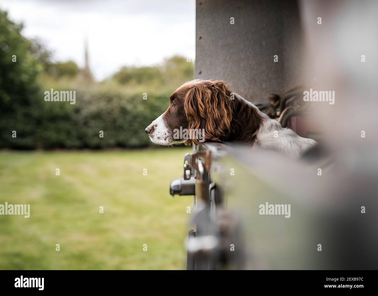 Allerta giovane springer spaniel cane pistola guardando fuori di un classico fuoristrada 4x4 per gli agricoltori, un veicolo di servizio pronto per l'uso vai a caccia in campi rurali impostazione Foto Stock