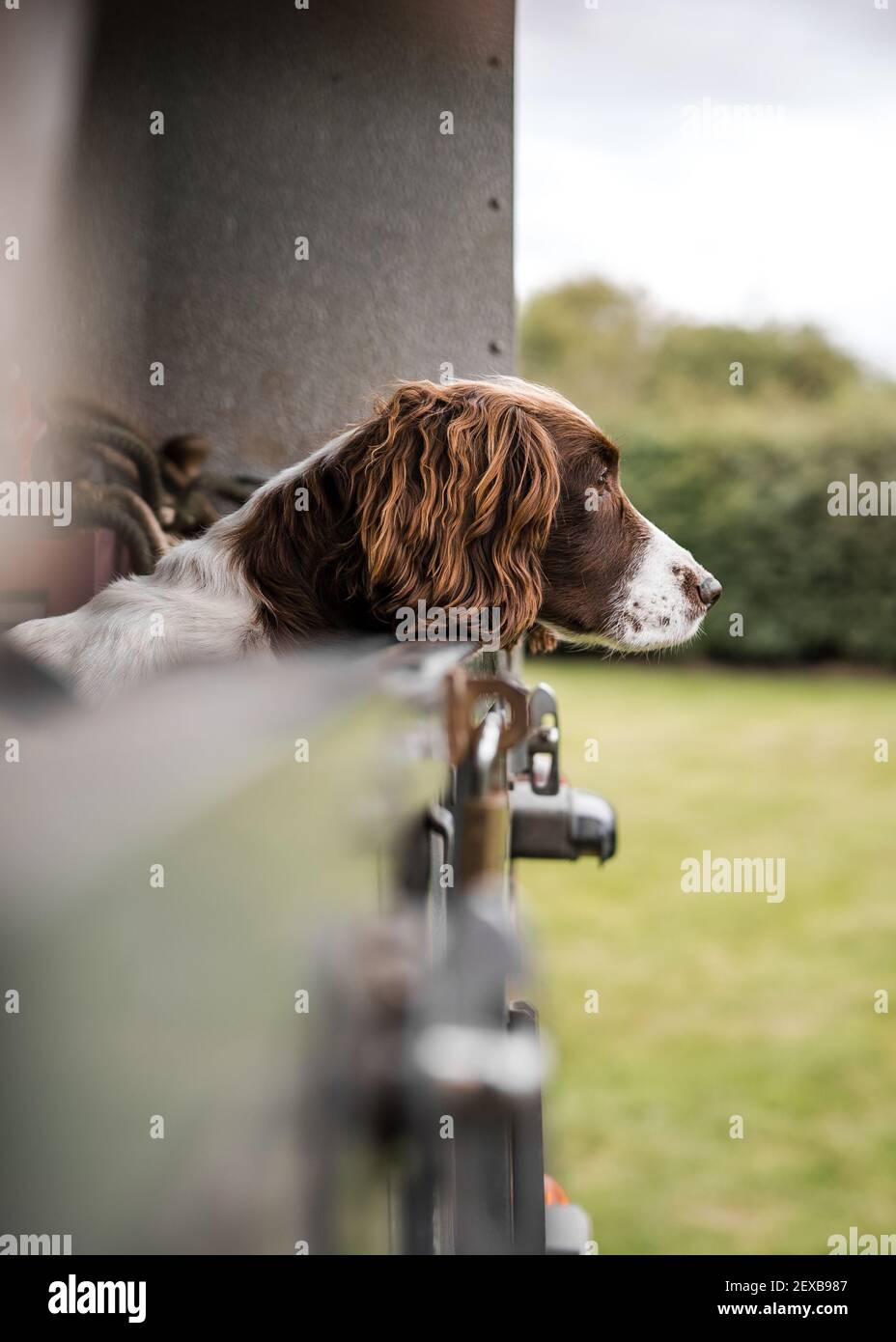 Allerta giovane springer spaniel cane pistola guardando fuori di un classico fuoristrada 4x4 per gli agricoltori, un veicolo di servizio pronto per l'uso vai a caccia in campi rurali impostazione Foto Stock