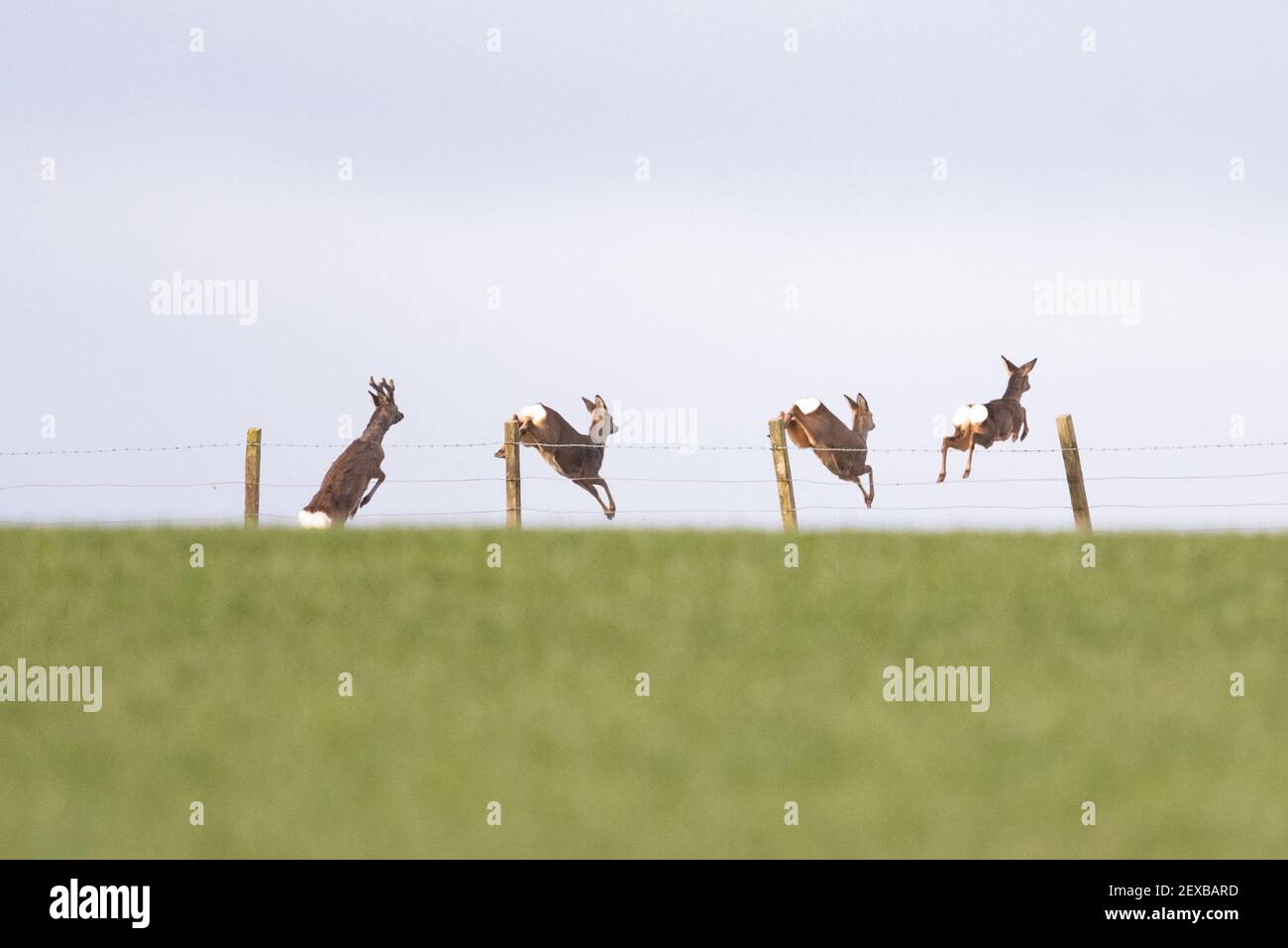 Roe Deer (Capreolus capreolus) che salta la recinzione dello stock, Scozia, Regno Unito Foto Stock