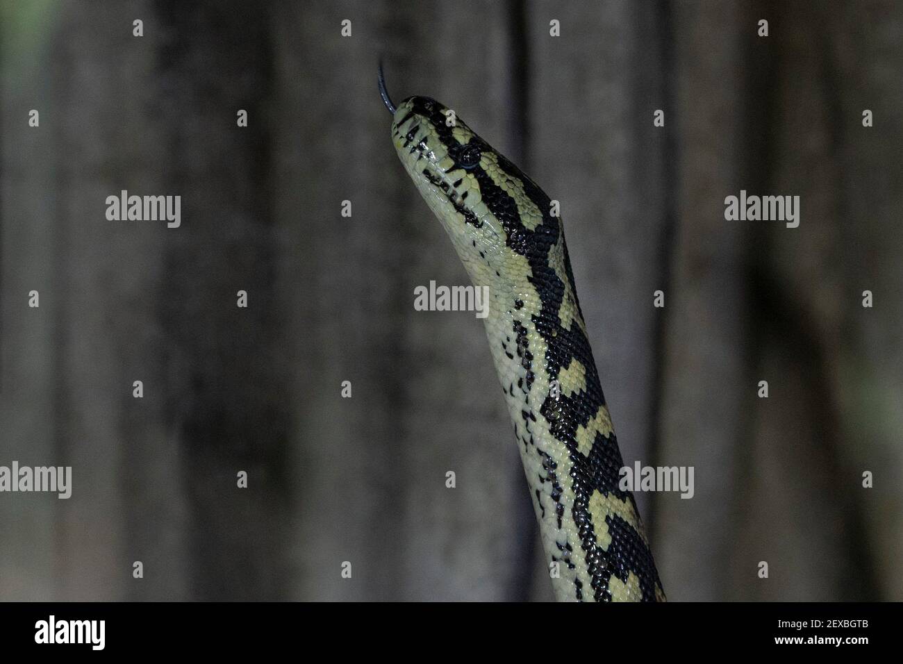 Jungle tappeto pitone serpente primo piano Foto Stock