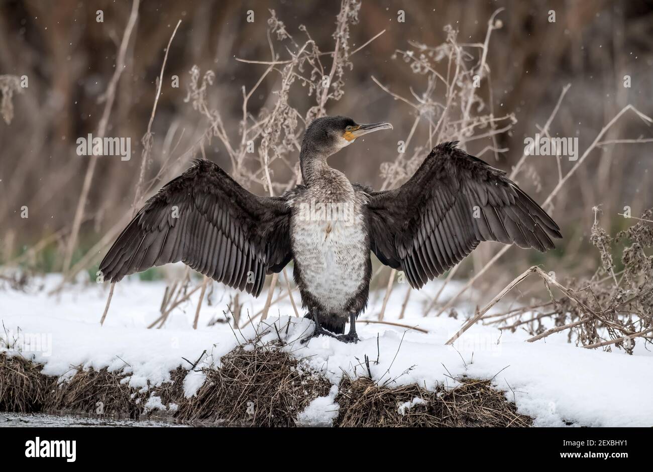 Cormorano con asciugando le sue ali al bordo di a. loch nella neve vicino in Scozia in inverno Foto Stock