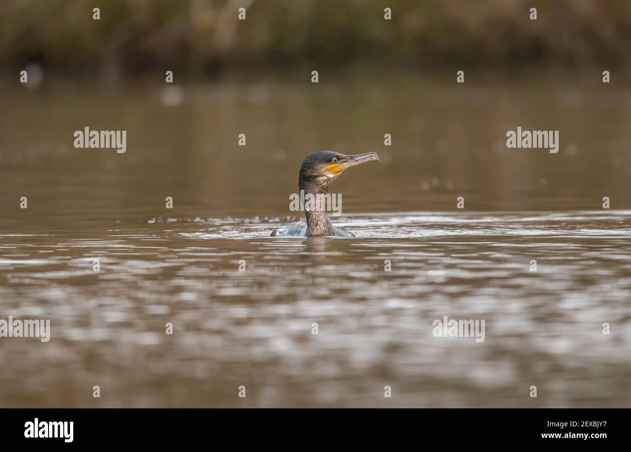 Cormorano in un fiume, in Scozia in inverno, primo piano Foto Stock