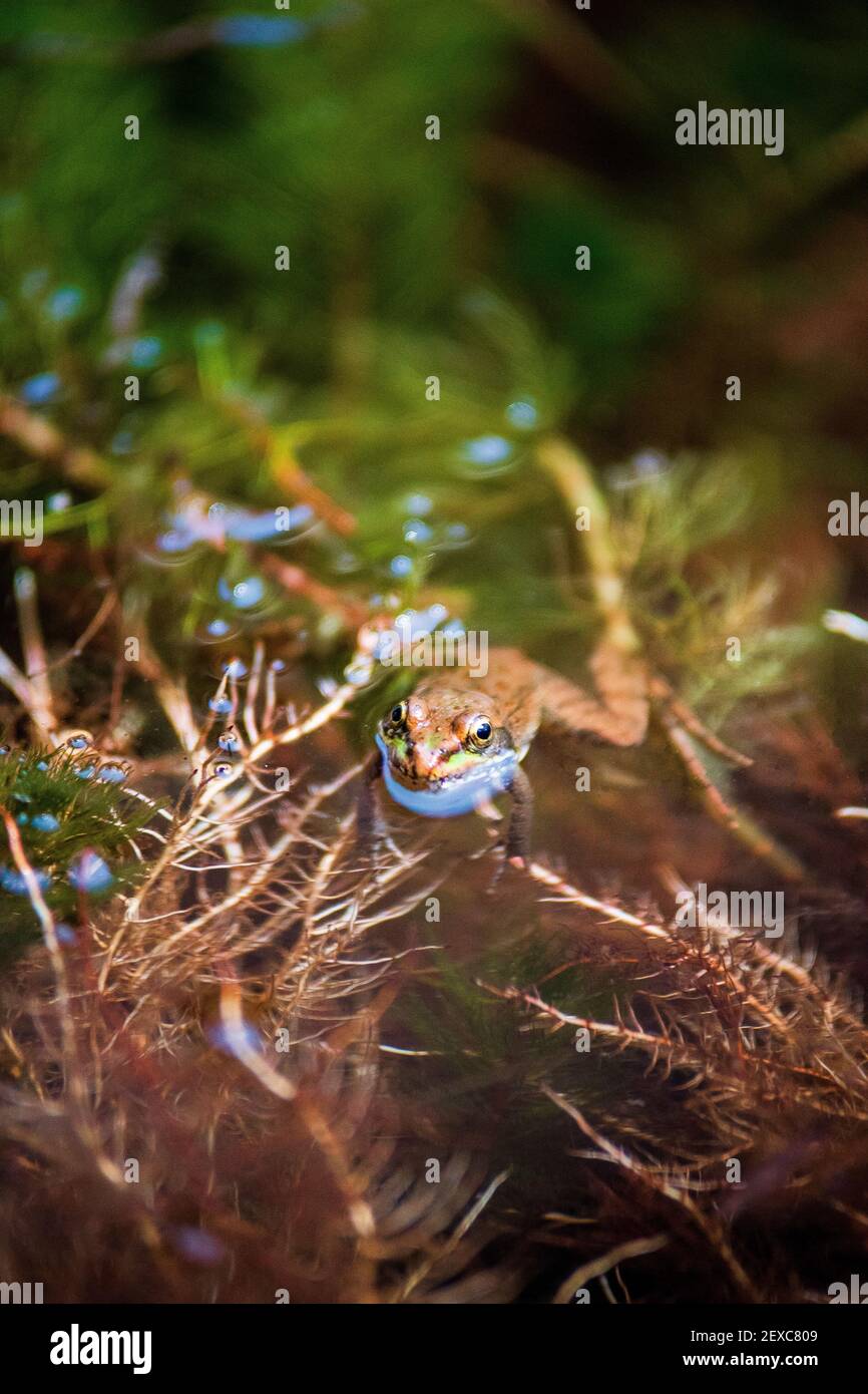 Fotografía de rana en su Hábitat naturale Foto Stock