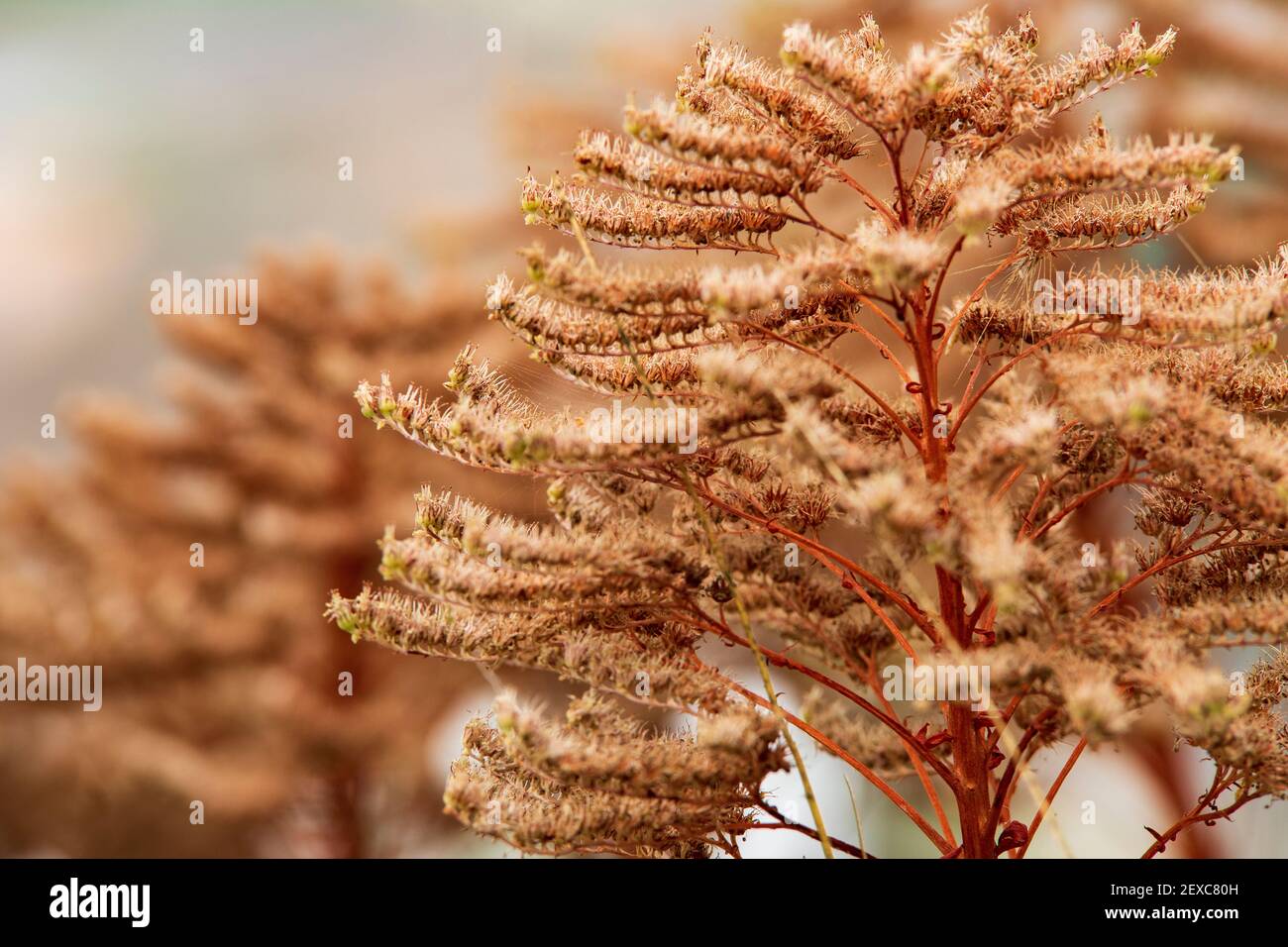 Primer plano de flor roja en el campo. Conjunto. Desenfoque Foto Stock
