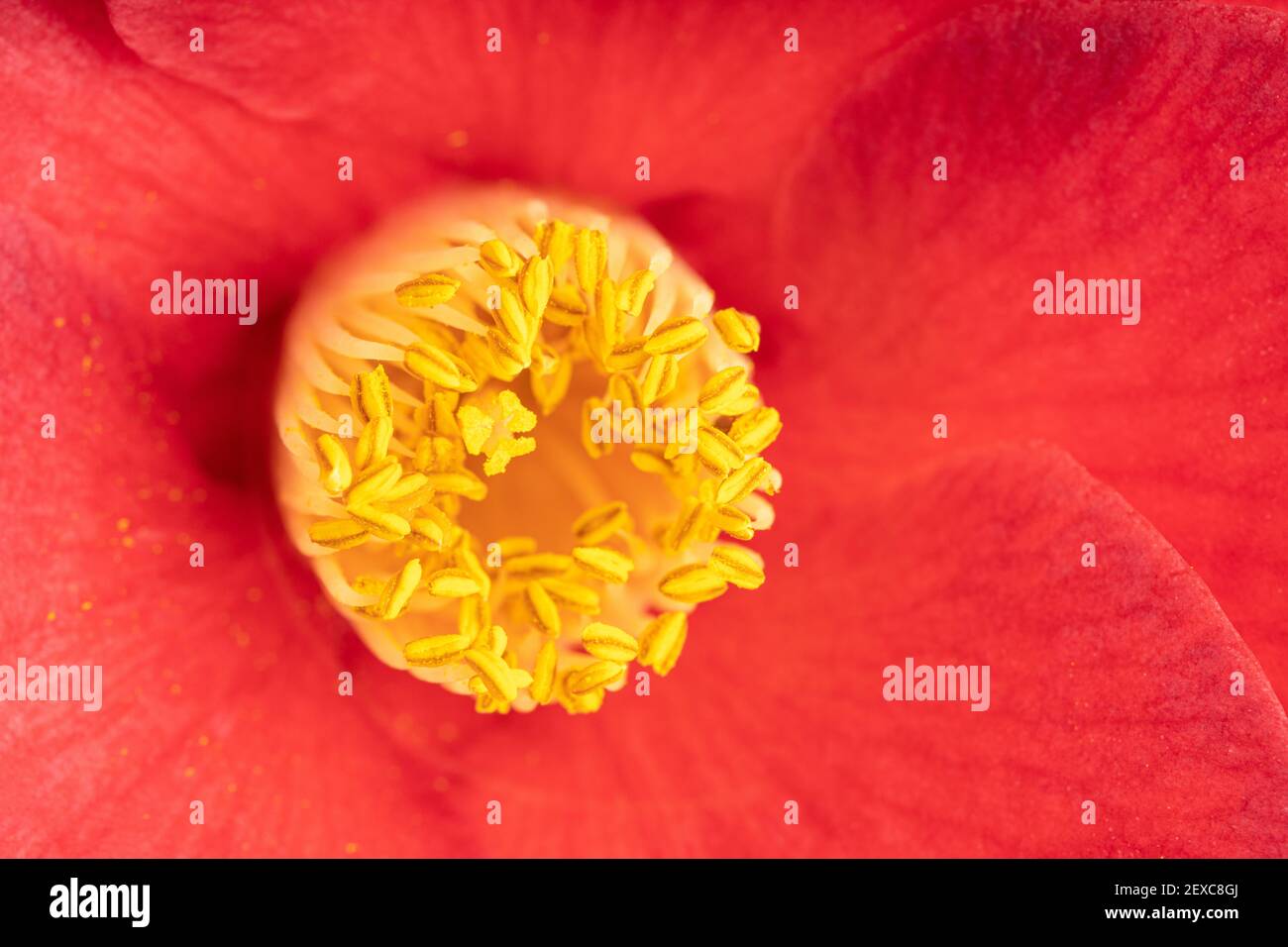 Macro shot di una bella camelia rossa con stamen, pistilli e petali. Fiore sfondo Foto Stock