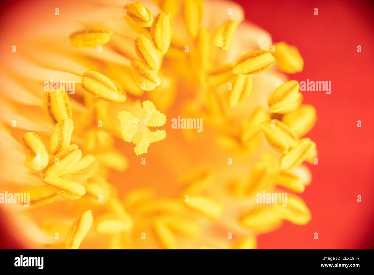 Macro shot di una bella camelia rossa con stampino giallo e pistilli. Fiore sfondo Foto Stock