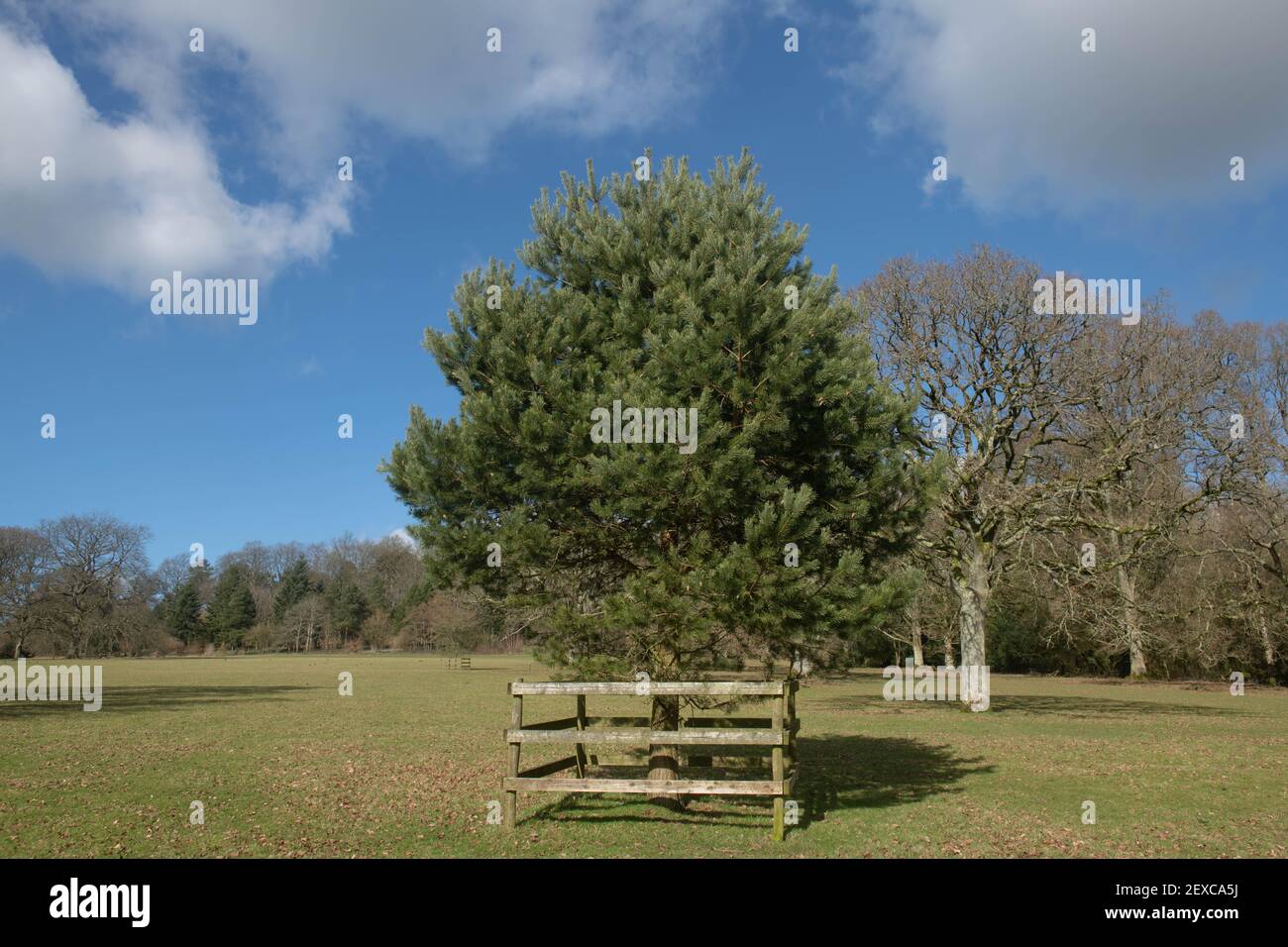 Inverno Foliage di un albero di pino conifero sempreverde (Pinus sylvestris) con un cielo nuvoloso sfondo blu che cresce in Parkland in Devon Rurale, Ita Foto Stock