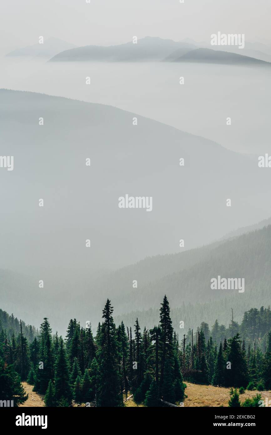 Strati di montagne sopra una foresta di alberi sempreverdi in Washington Foto Stock