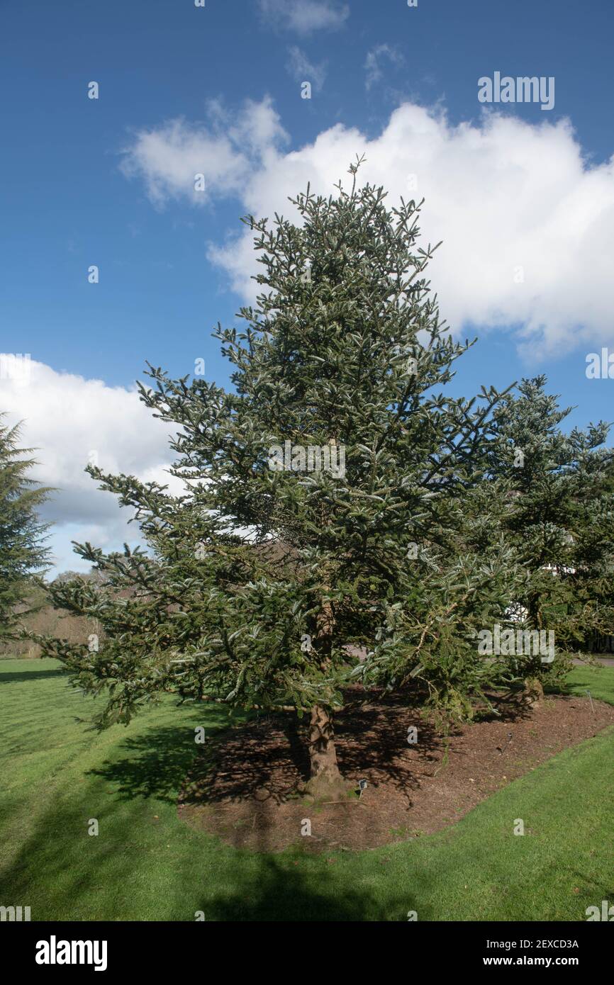 Winter Foliage di un Farge's Fir Tree (Abies fargesii) con un cielo nuvoloso di sfondo blu che cresce in un giardino nel Devon Rurale, Inghilterra, Regno Unito Foto Stock