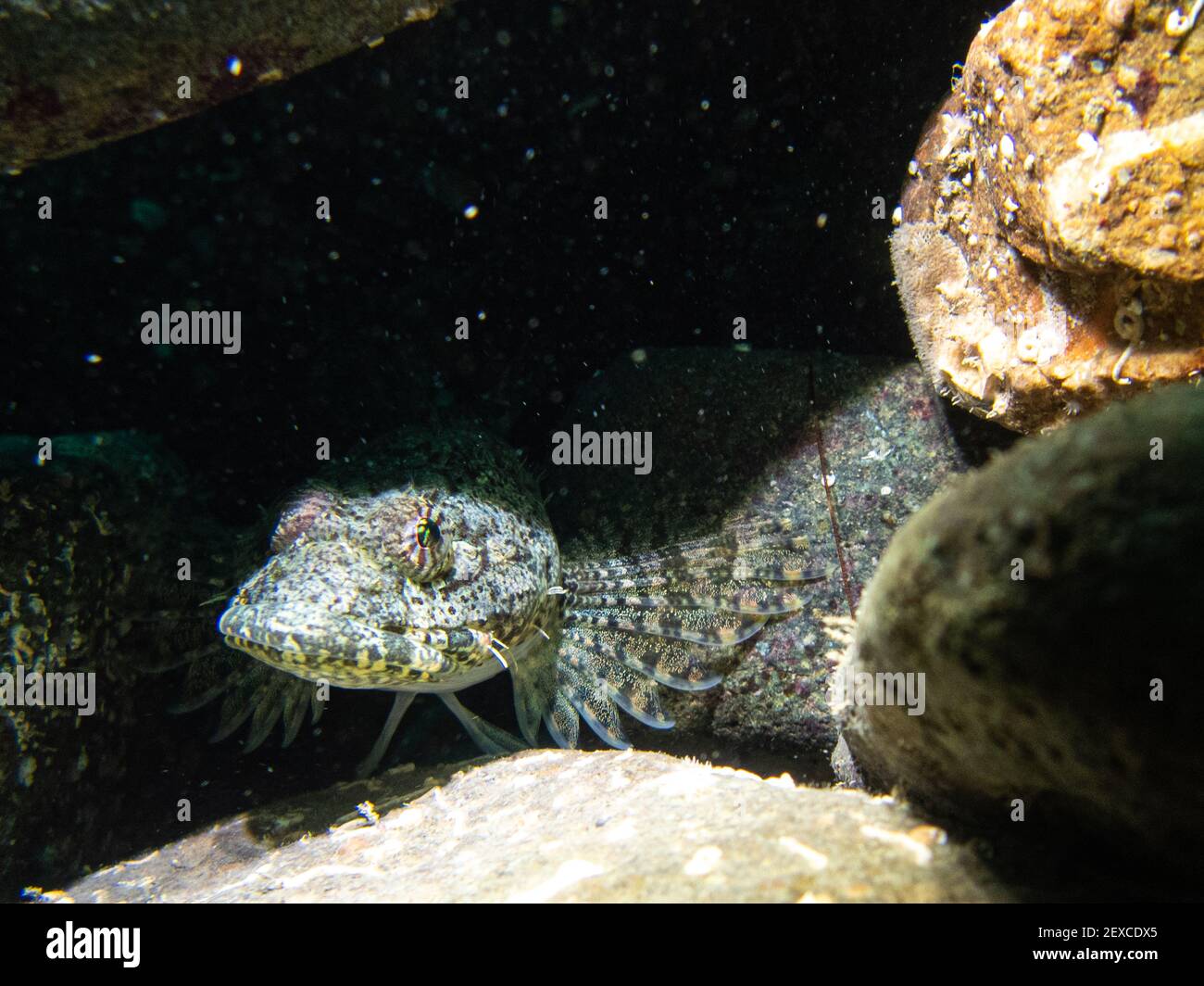 Pesce appollaiato su Rocks Underwater nel sud-est dell'Alaska, Stati Uniti Foto Stock