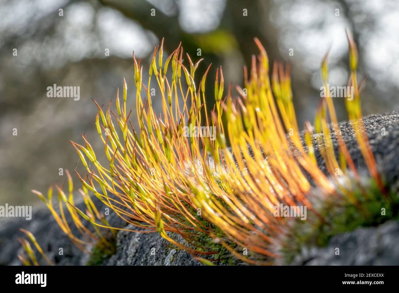 Macro shot di sottili fili di fiori freschi che crescono in primavera su una pietra al sole Foto Stock