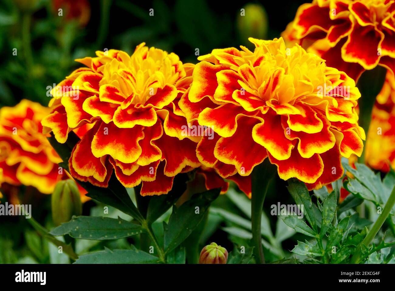 Marigolds francesi fiori fiore primo piano su Orange tagetes Foto Stock