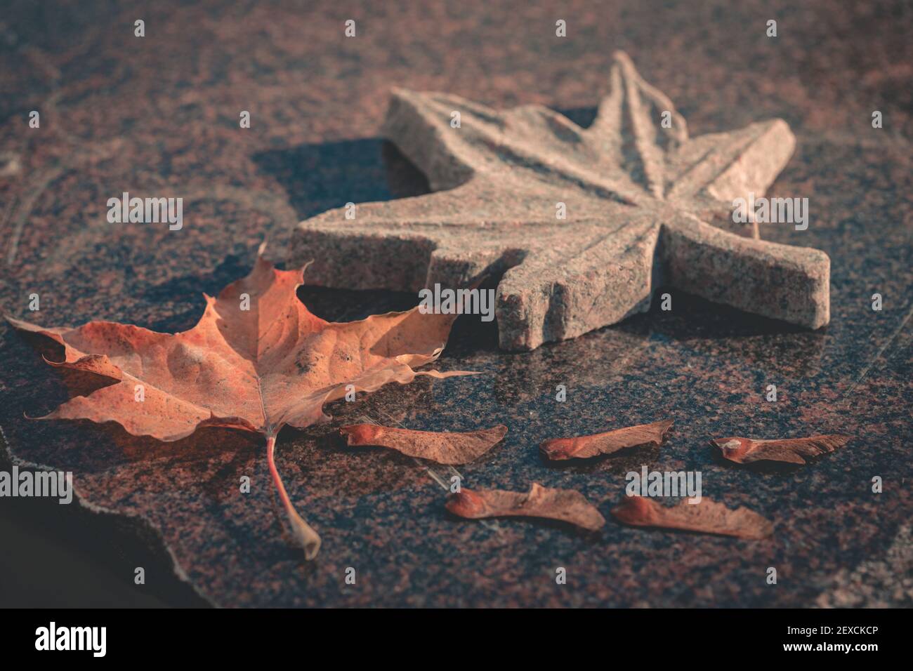 foglie d'acero autunnale modello e scolpito in granito su lucidato pietra Foto Stock