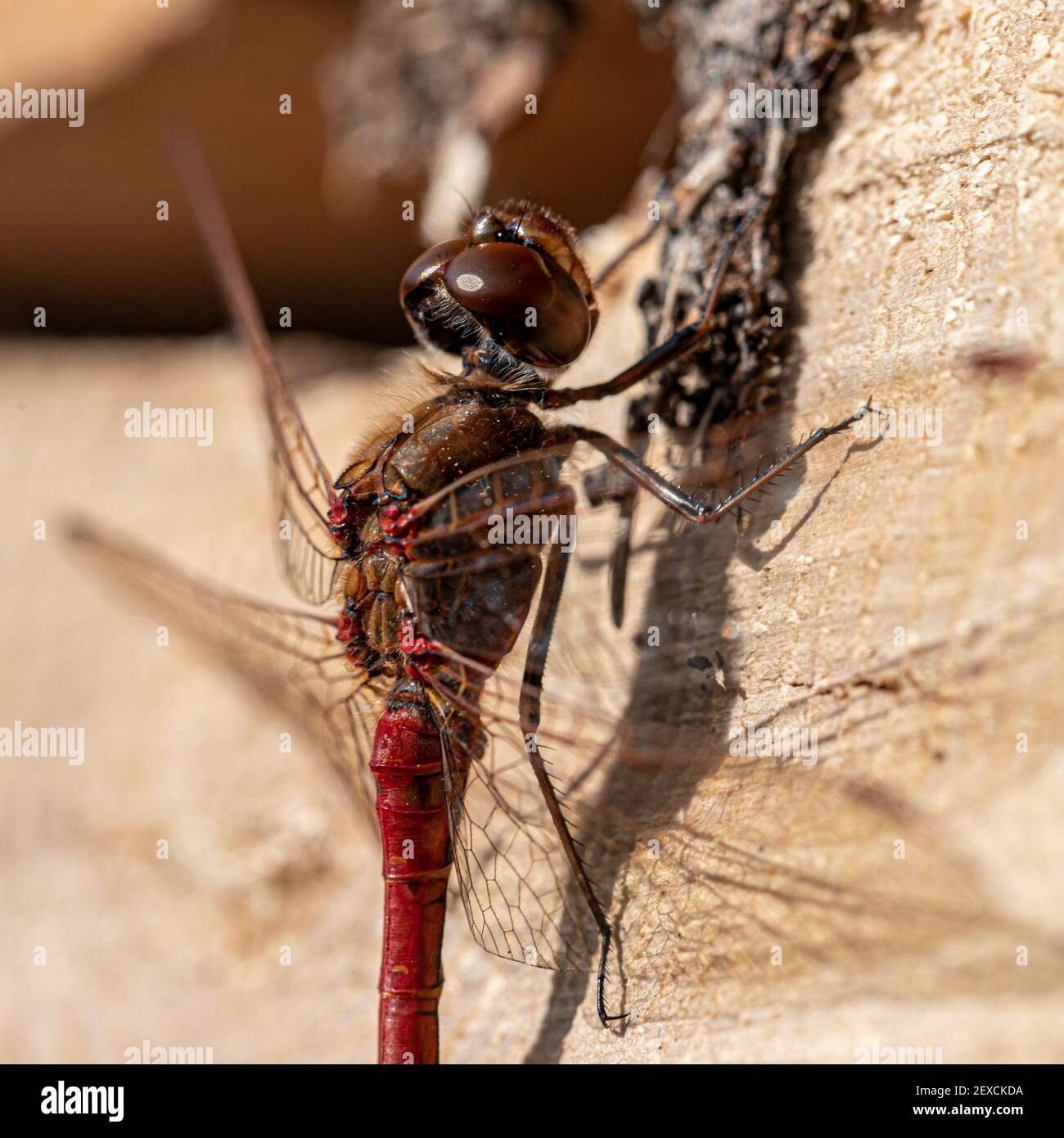 libellula rossa su una legna da ardere Foto Stock libellula rossa su una legna da ardere Foto Stock
