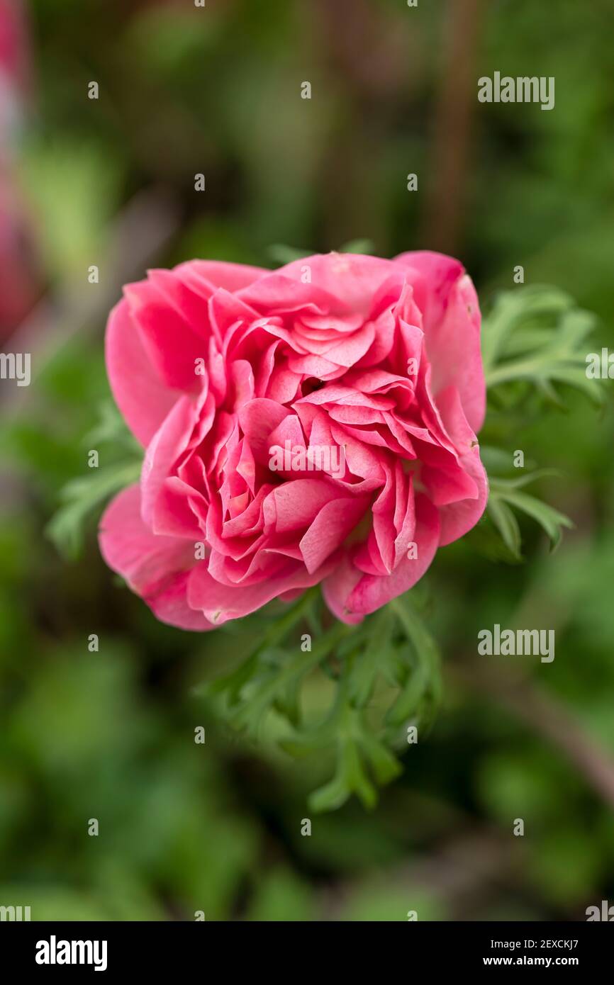 Primo piano di Anemone Harmony Double Pink fioritura nel mese di marzo In un giardino nel Regno Unito Foto Stock