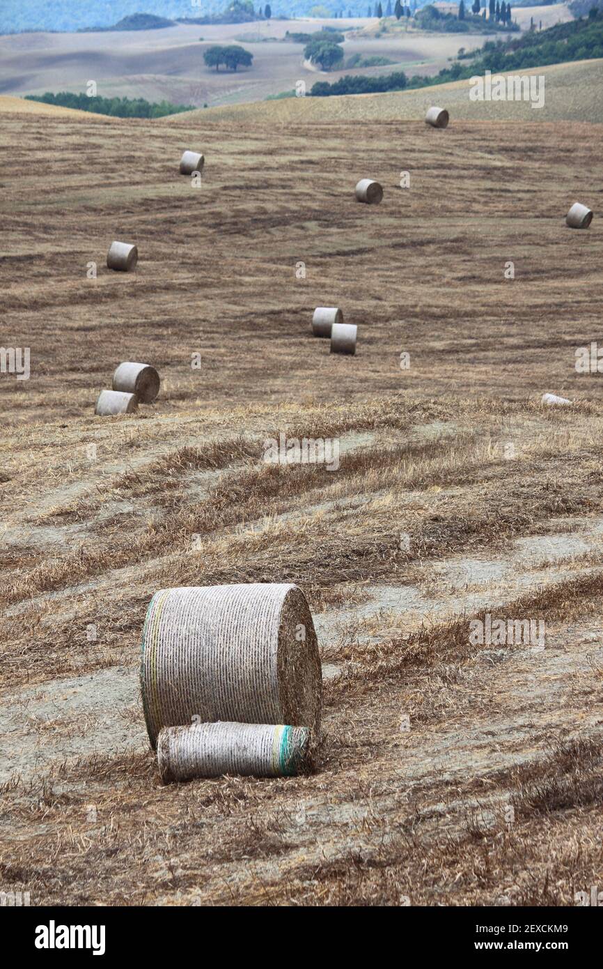 Balle di fieno in campagna Foto Stock