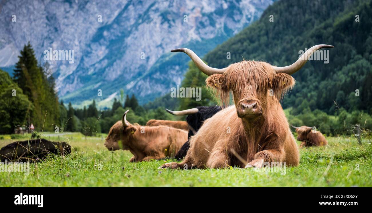 Razza scozzese di bestiame rustico shaggy famoso anche come bestiame delle Highland adagiato sull'erba verde sull'ampio prato nella valle di Logar, Slovenia. Foto Stock