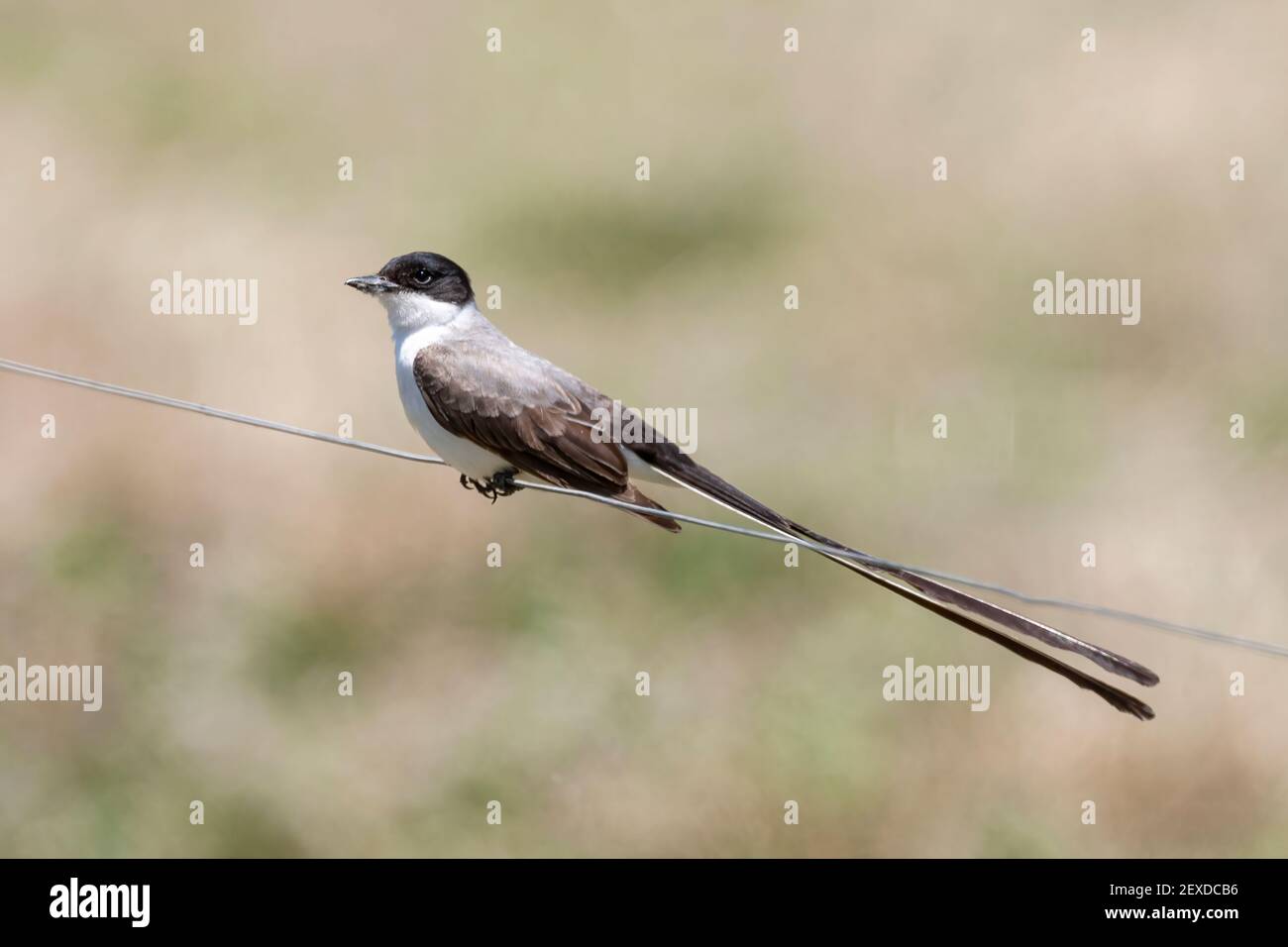 Flycatcher a coda di forchetta, Tyrannus savana, adulto appollaiato sulla recinzione Montevideo, Uruguay, Foto Stock