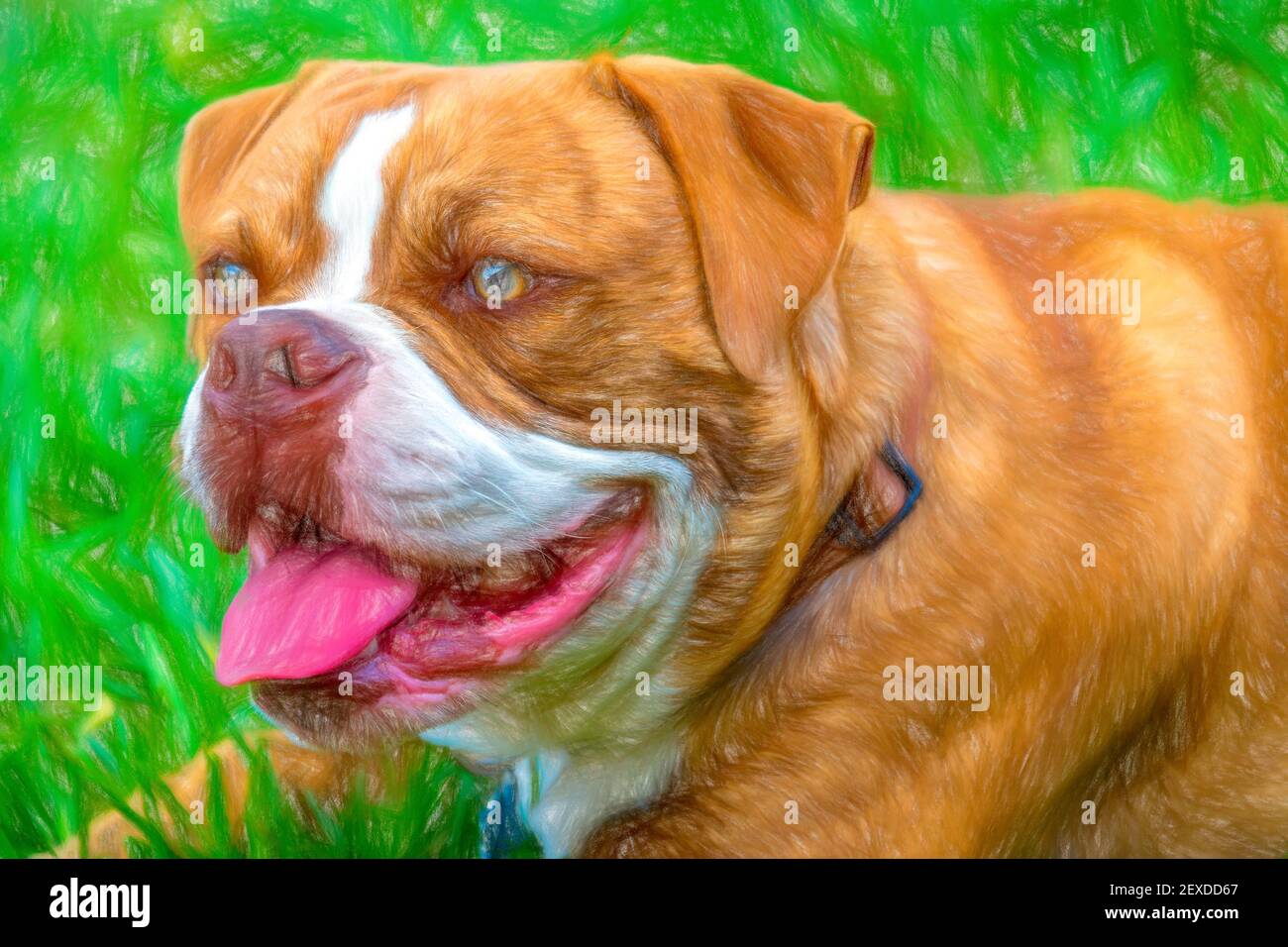 Carino cane, dogue de bordeaux Foto Stock