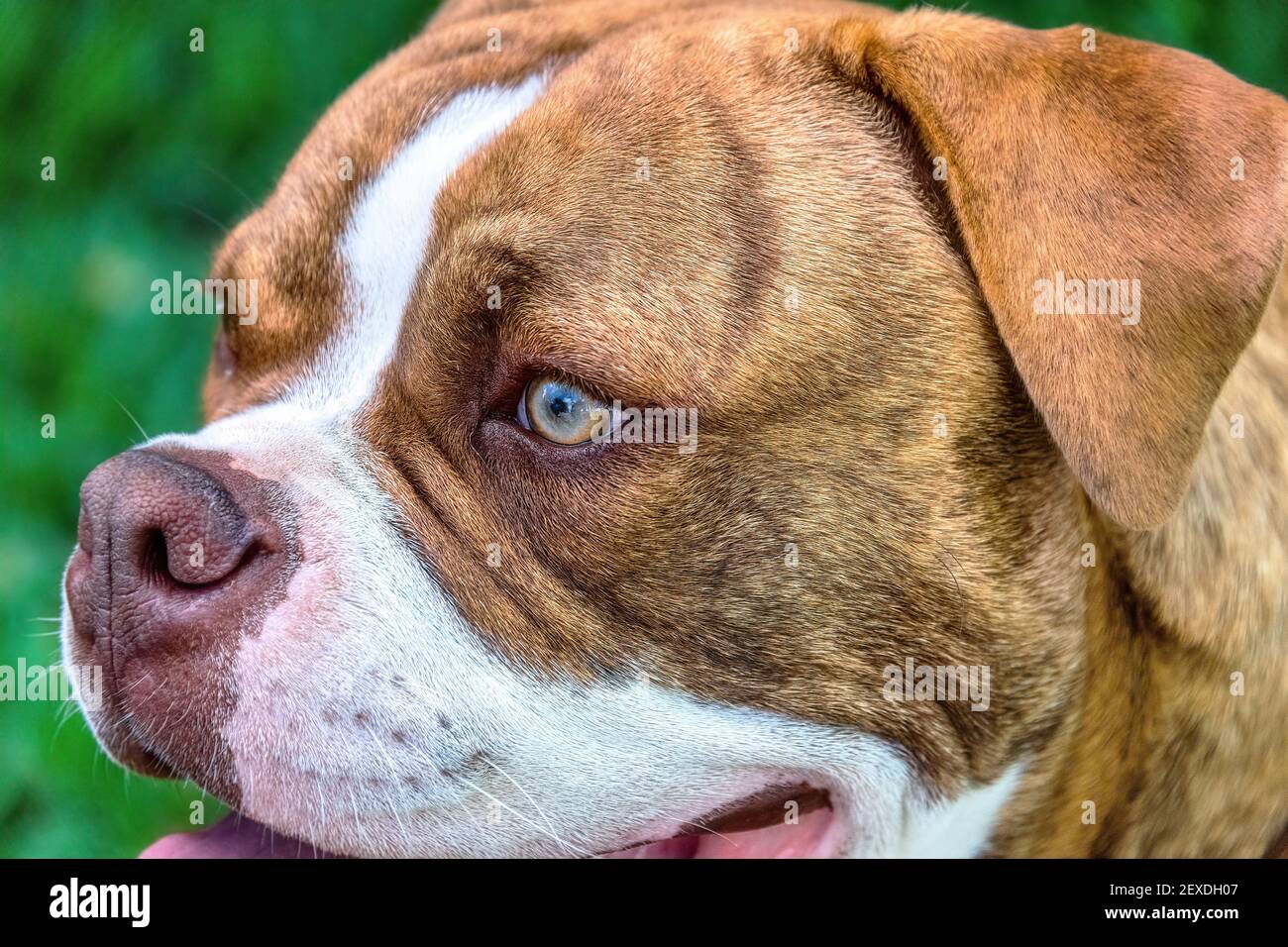 Carino cane, dogue de bordeaux Foto Stock