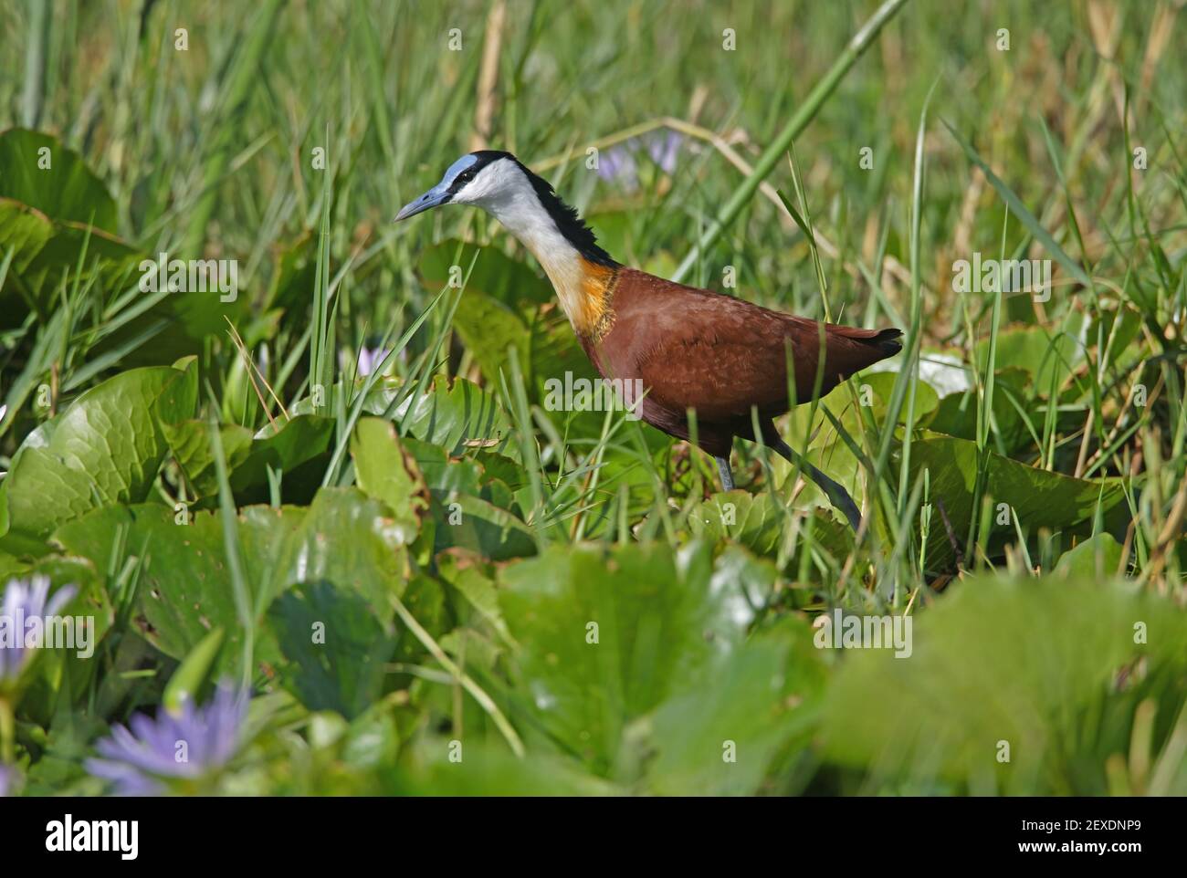 African Jacana (Actophilornis africanus) adulto che cammina attraverso palude Etiopia Aprile Foto Stock