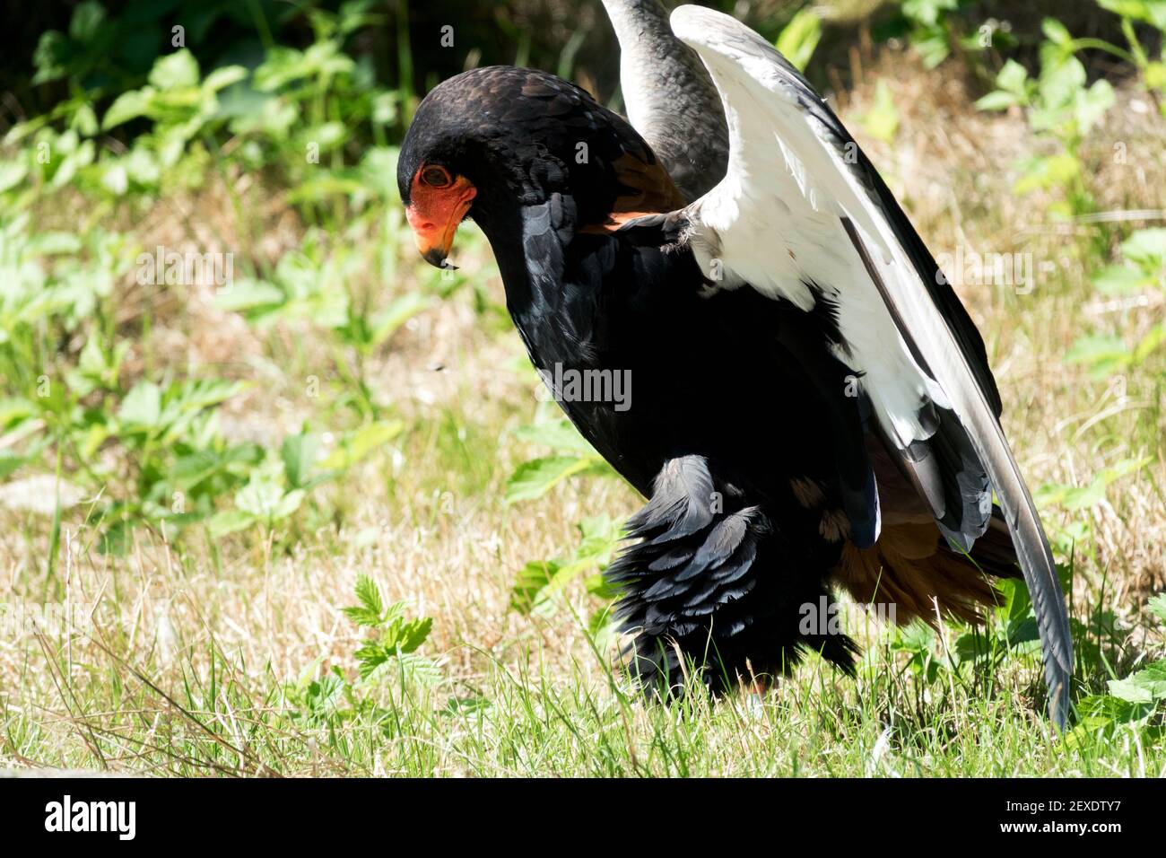 Bateleur eagle, Terathopius ecaudatus Foto Stock