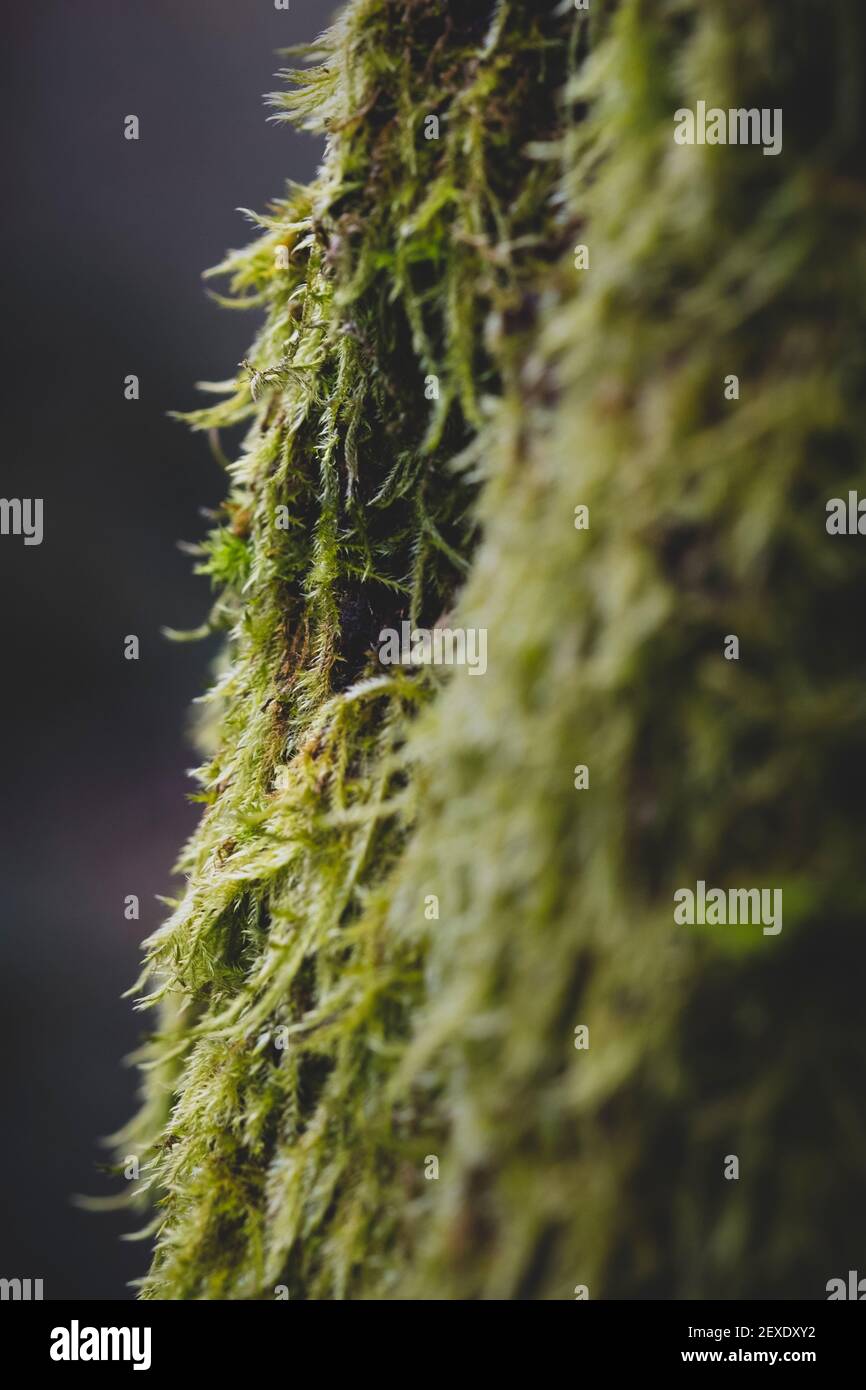 Muschio verde vivo aggrappato al tronco di un albero all'inizio della stagione primaverile nel Regno Unito. Foto Stock