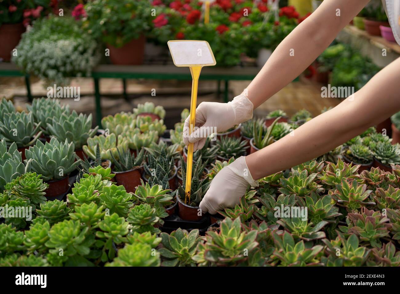 I lavoratori controllano la crescita e lo sviluppo di succulenti a verde casa Foto Stock